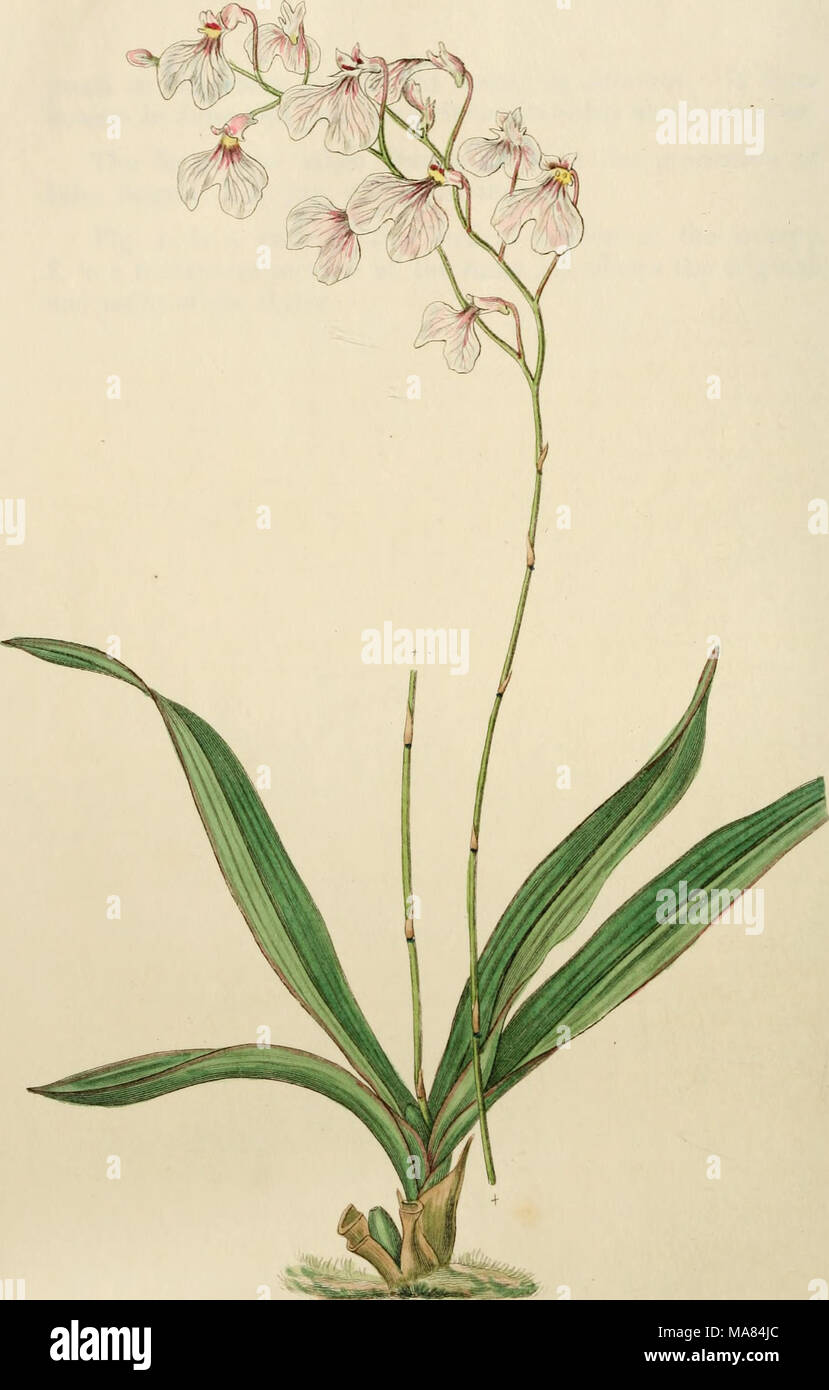 . Edwards registrar o botánico, jardín de flores ornamentales y arbustos .. . ^U^ J. SU^u^^^Iccacu /6^J/^/.7(^36. y. '4'&GT;^^c: Ay. Foto de stock