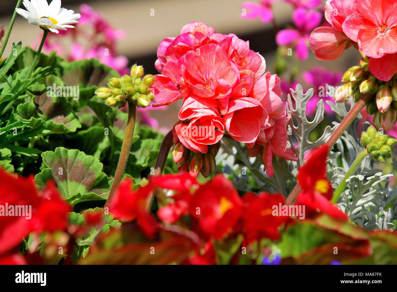 Hermosas flores coloridas, en algún lugar de Holanda, Europa Foto de stock