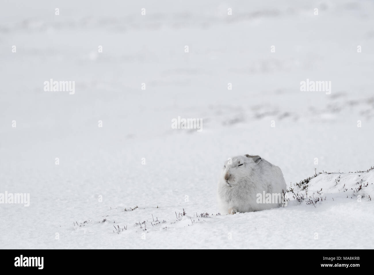 La liebre de montaña (Lepus timidus) sentados en laderas cubiertas de nieve en las Highlands escocesas, marzo de 2018 Foto de stock