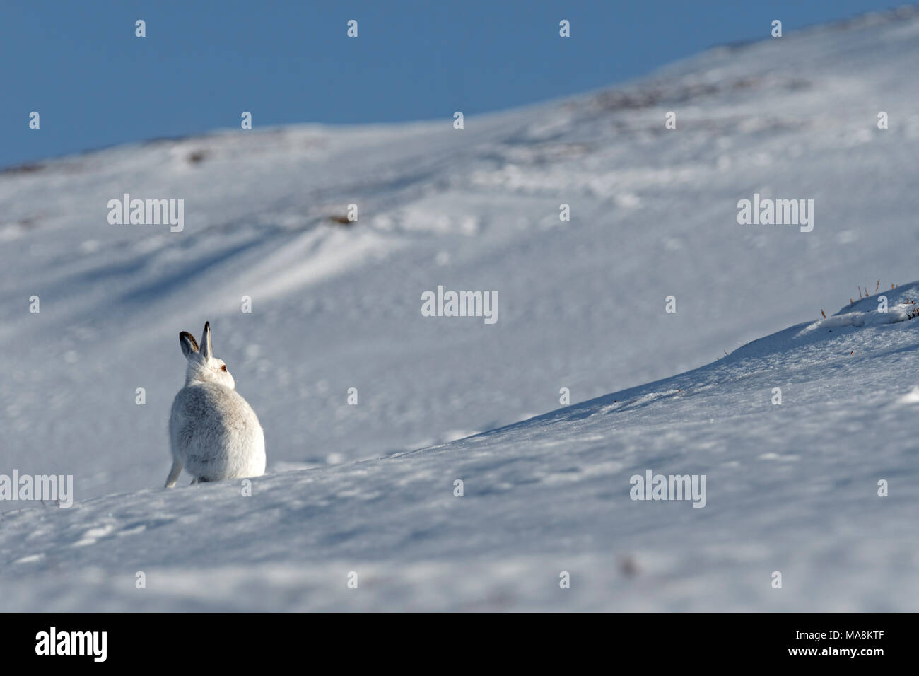 Amplio ángulo de visión de una montaña de la liebre (Lepus timidus) sentados en laderas cubiertas de nieve en las Highlands escocesas, marzo de 2018 Foto de stock