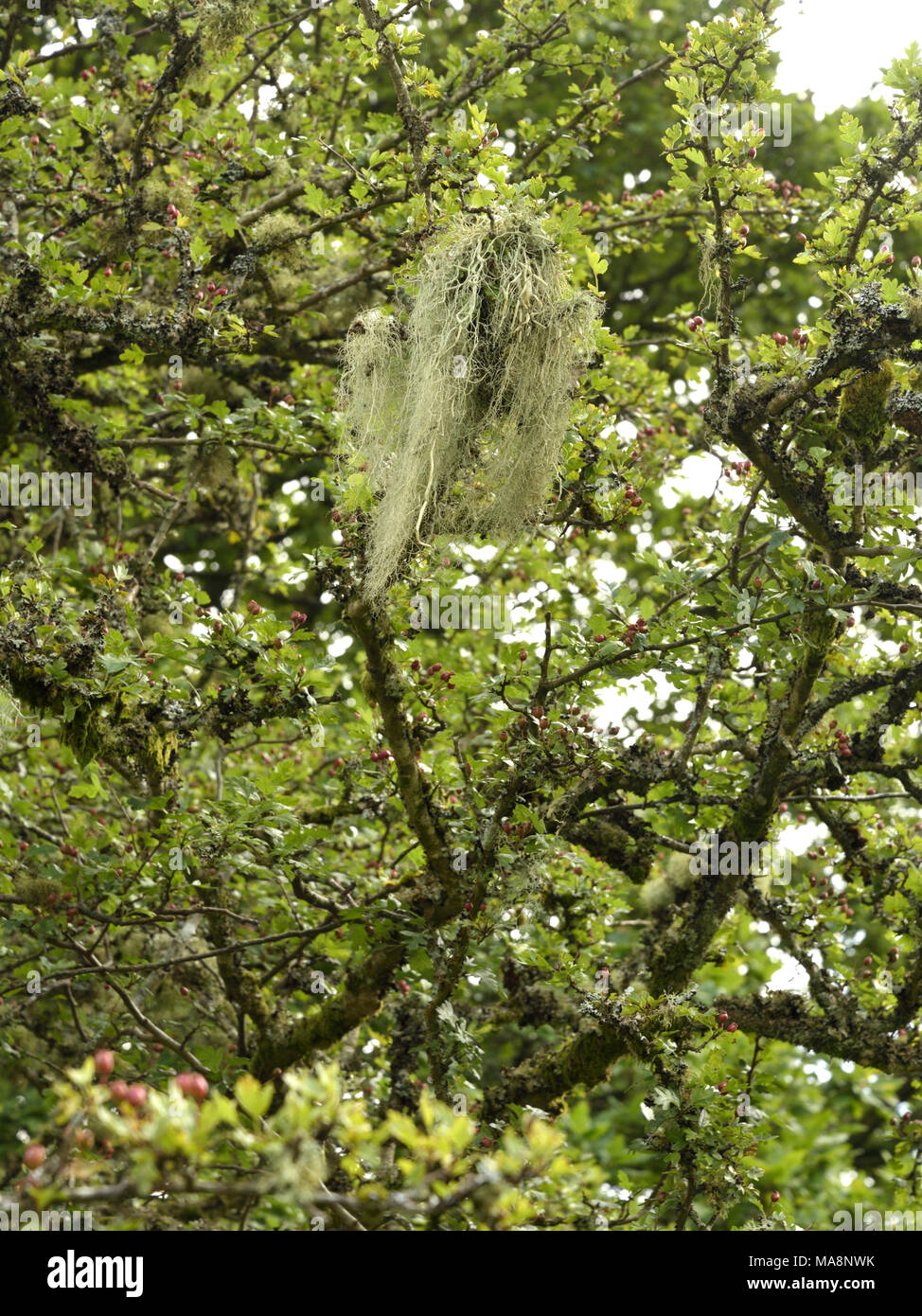 Cadena de salchichas liquen sobre un espino, Usnea articulata Foto de stock