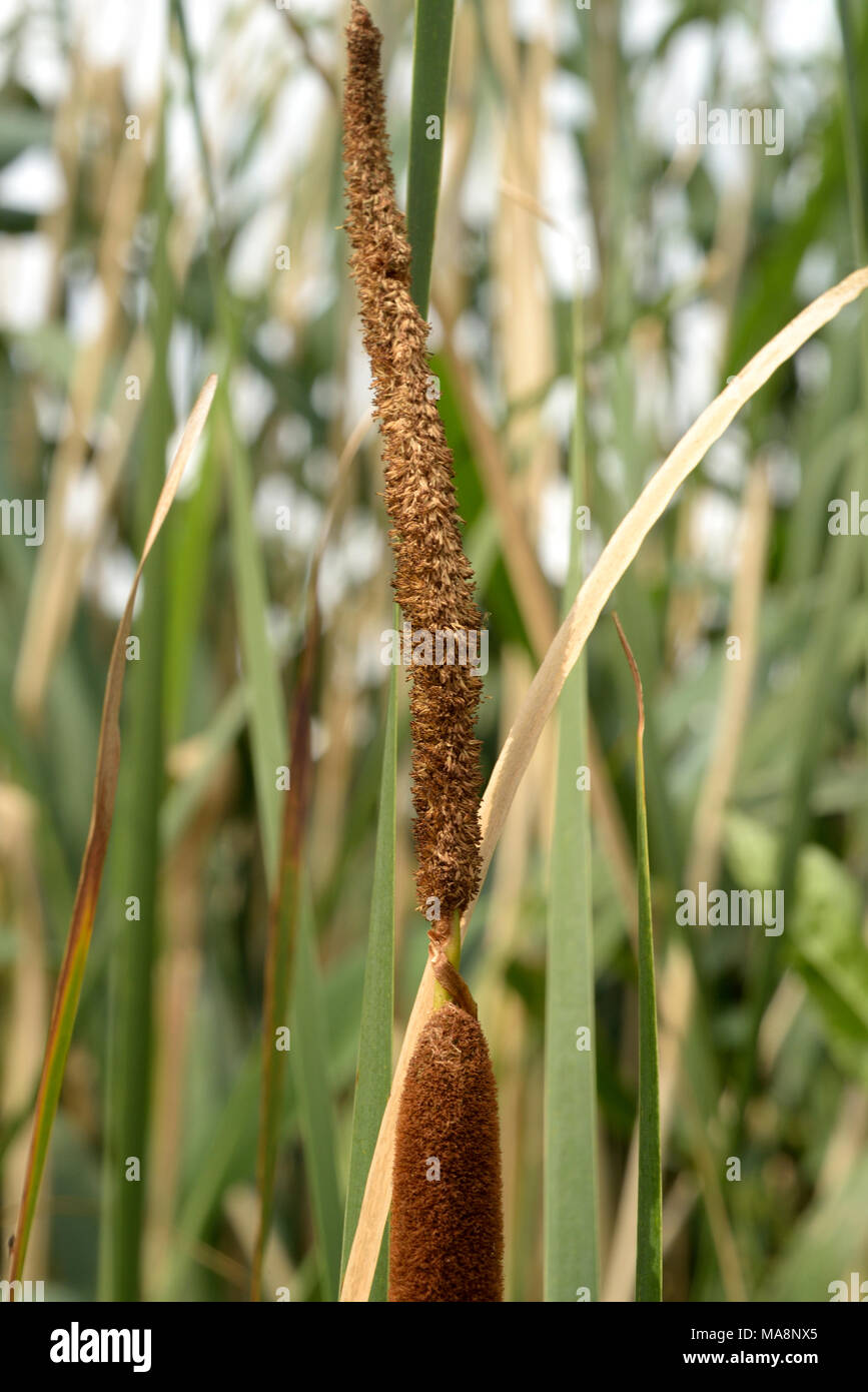 Menor Junco, Typha angustifolia, parte masculina de spike Foto de stock