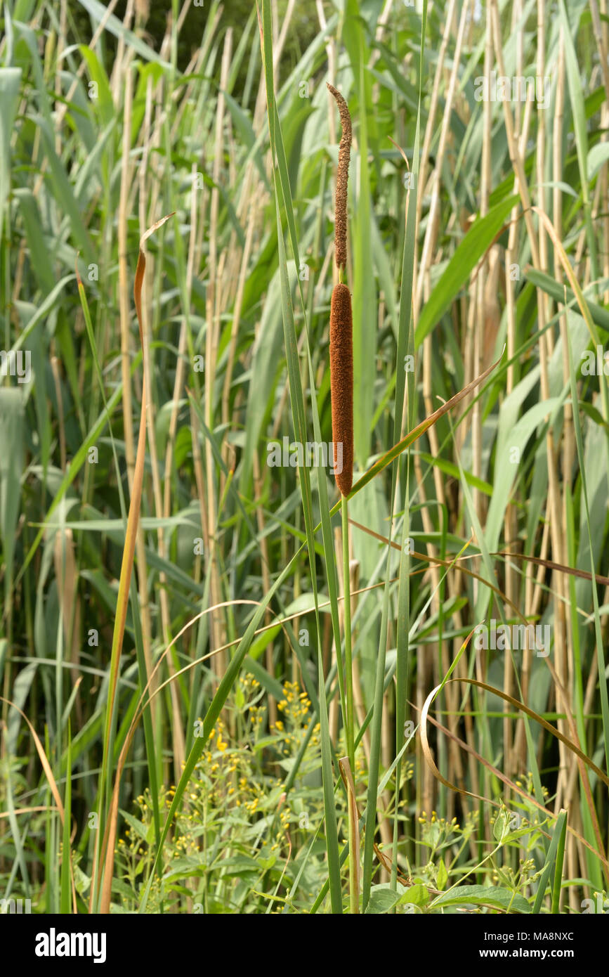 Menor Junco, Typha angustifolia Foto de stock