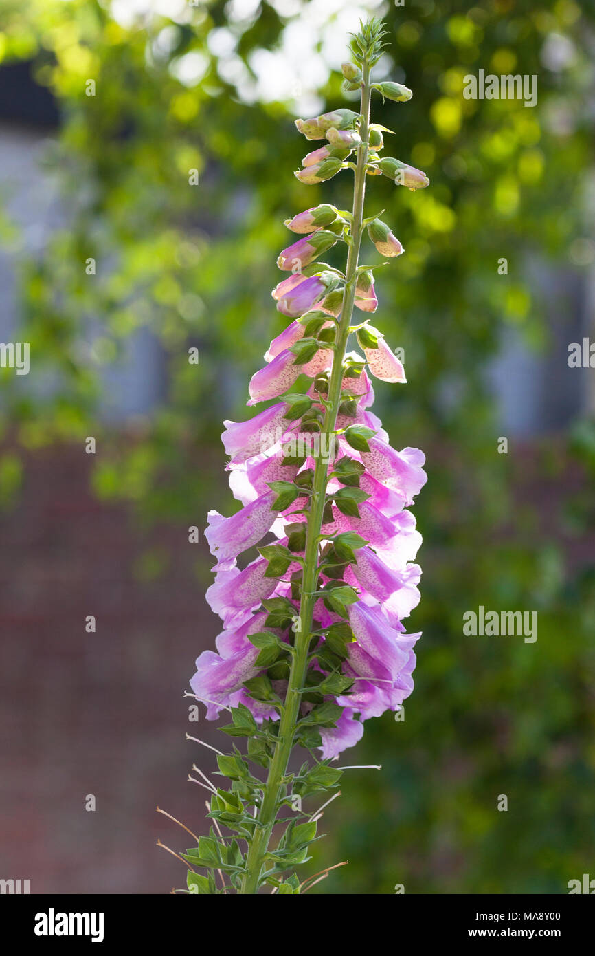 Digital (Digitalis purpurea) en el sol de la tarde que crece en un jardín campestre inglés Foto de stock