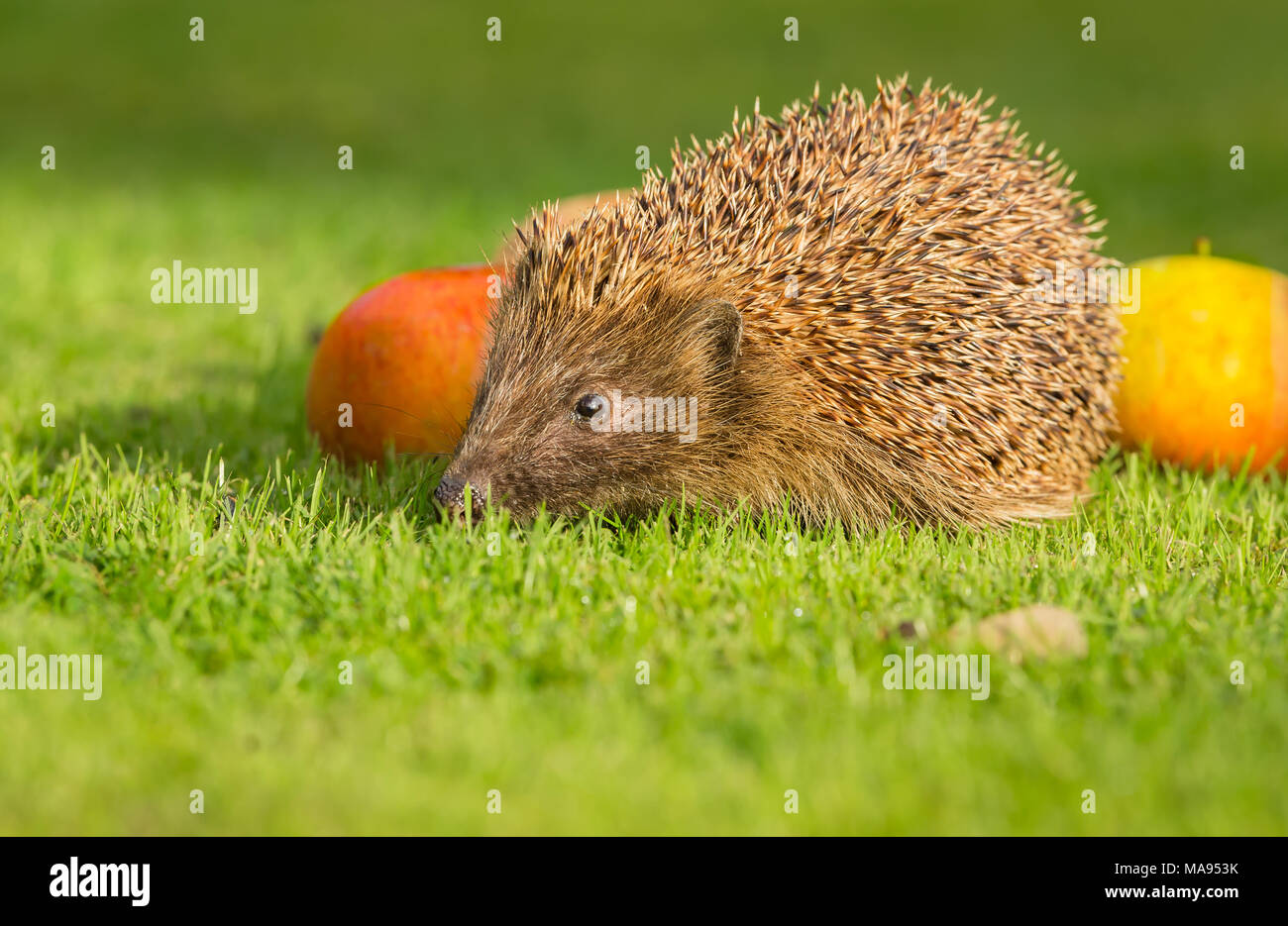 Erizo joven sobre el pasto verde, mirando hacia la izquierda con dos manzanas a cada lado. Erinaceus europaeus. Paisaje Foto de stock