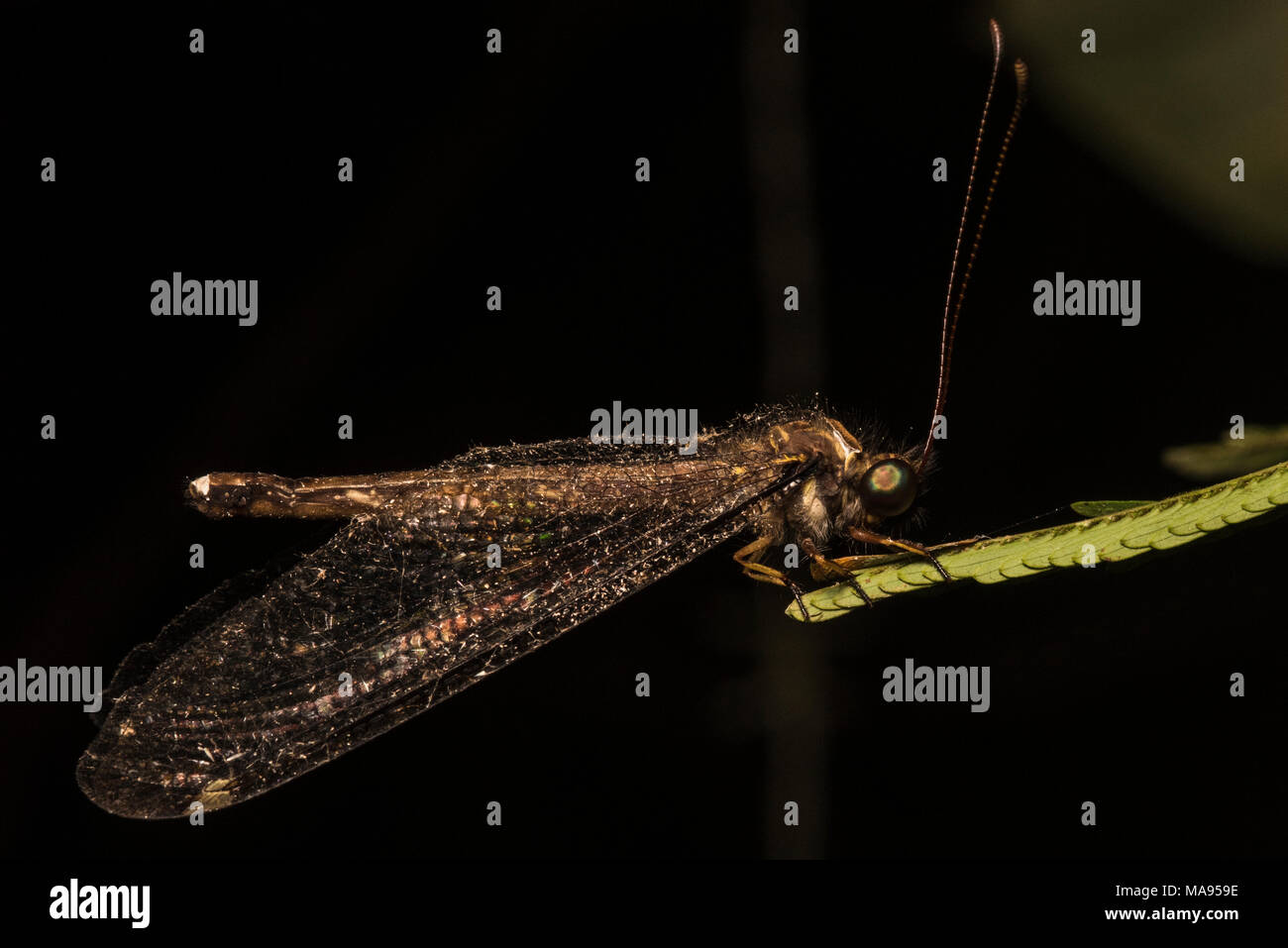Un owlfly tropicales de la selva peruana, encontraron encaramado sobre una hoja en la noche. Foto de stock