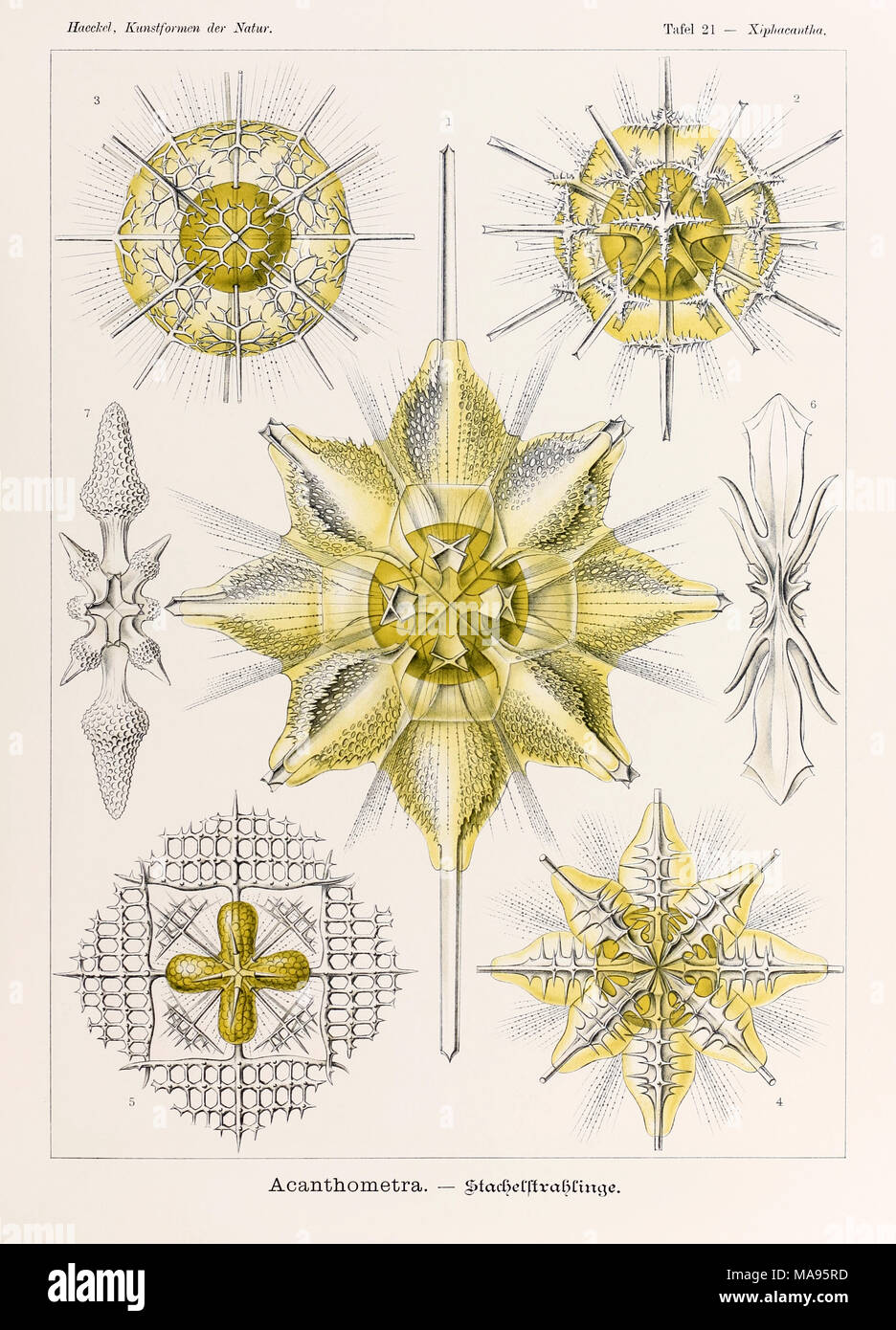 21 Xiphacantha Acantharea placa de "Kunstformen der Natur" (formas artísticas en la naturaleza), ilustrado por Ernst Haeckel (1834-1919). Ver más información a continuación. Foto de stock