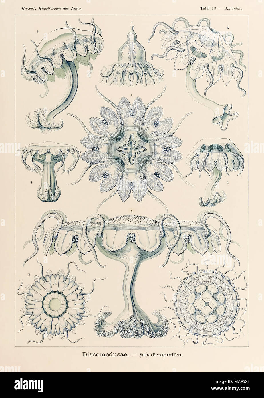 18 Linantha Discomedusae placa de "Kunstformen der Natur" (formas artísticas en la naturaleza), ilustrado por Ernst Haeckel (1834-1919). Ver más información a continuación. Foto de stock