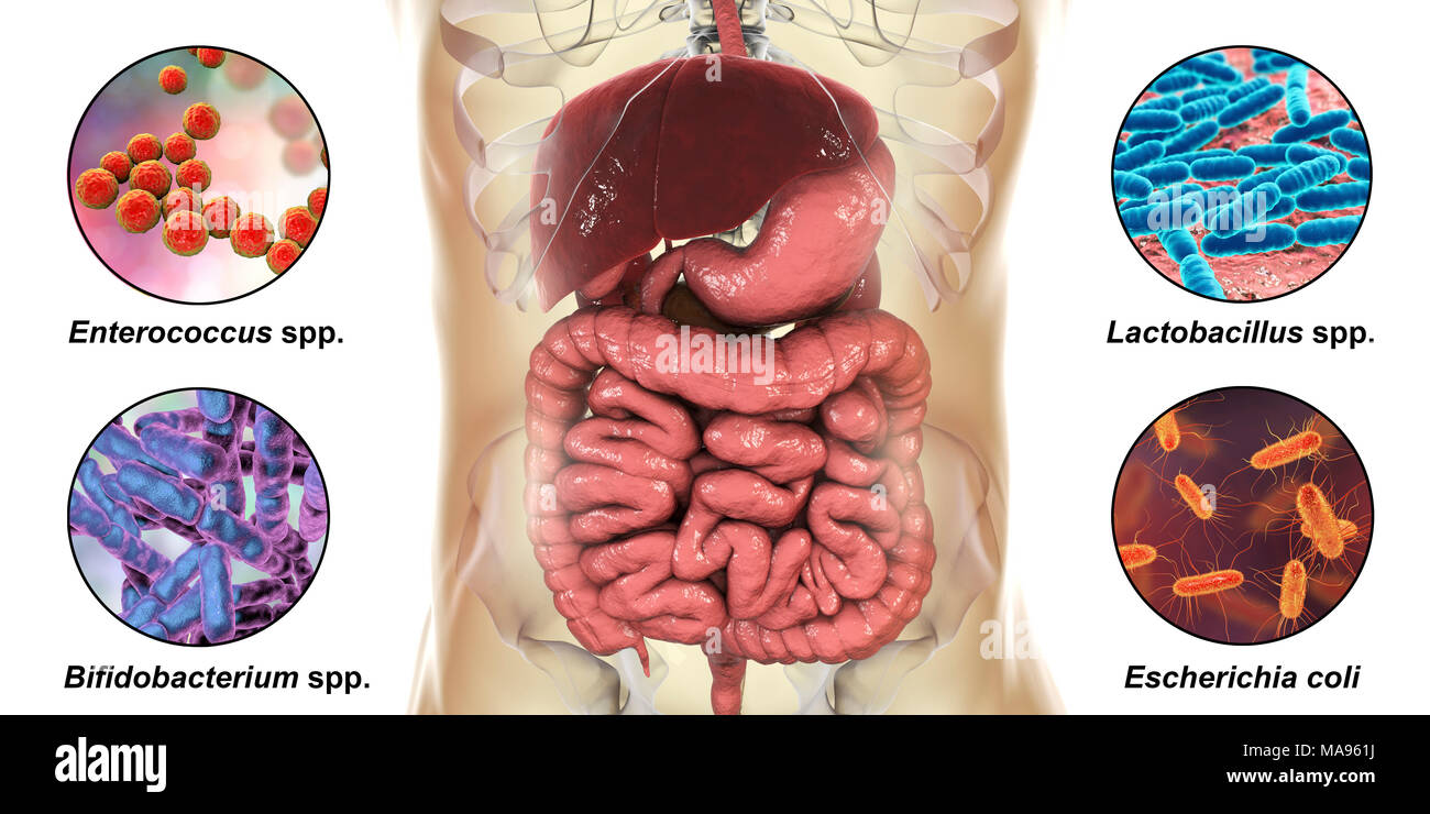 Las bacterias que se encuentran en el intestino humano, equipo de