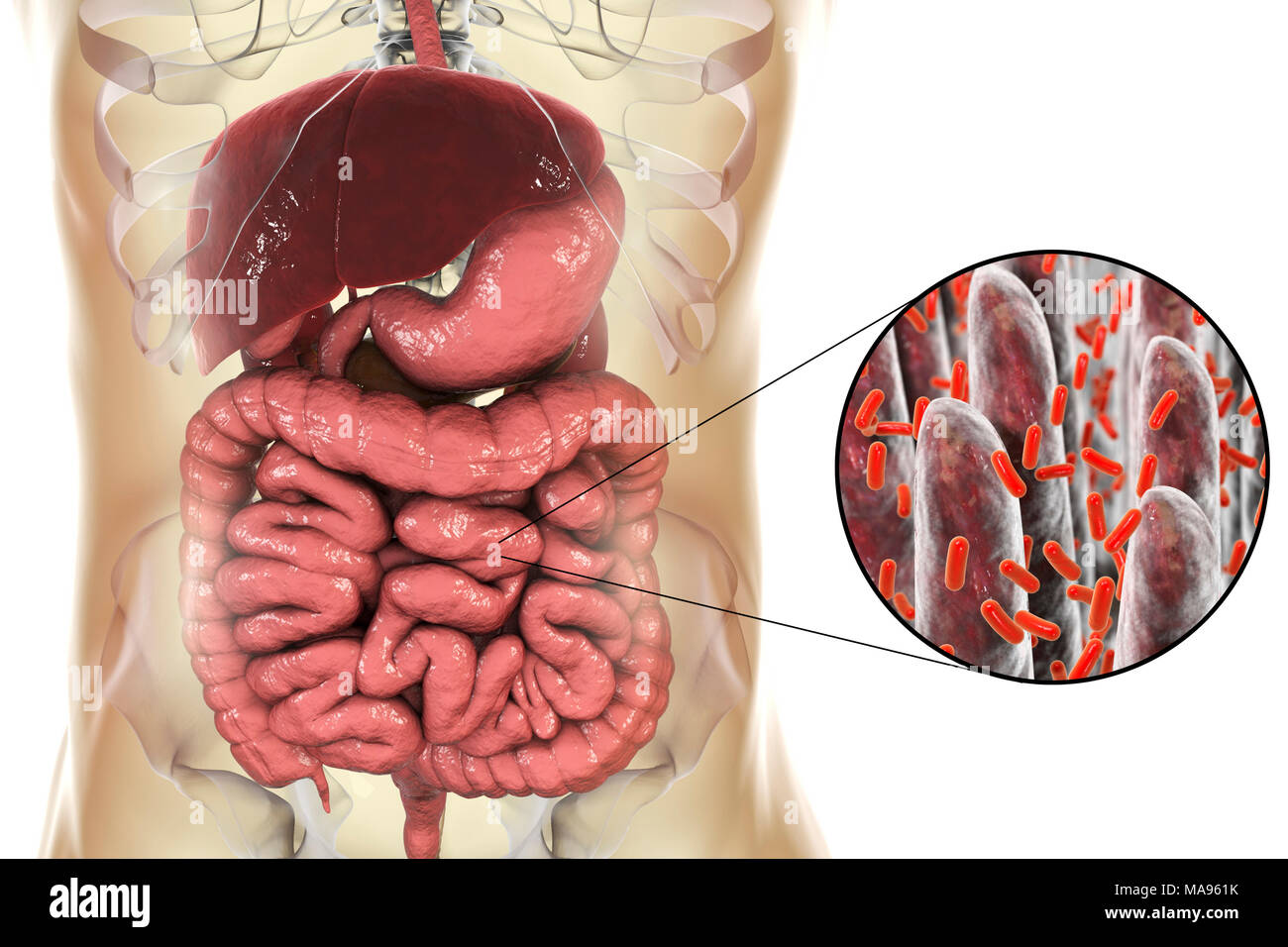 Equipo ilustración del sistema digestivo humano y una vista cercana de las  bacterias que se encuentran en el intestino Fotografía de stock - Alamy