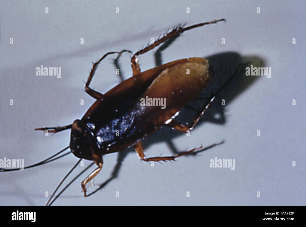 Cucaracha adulta, un portador de patógenos a los alimentos y las numerosas enfermedades, en primer plano, 1972. Imagen cortesía de los Centros para el Control de Enfermedades (CDC). () Foto de stock