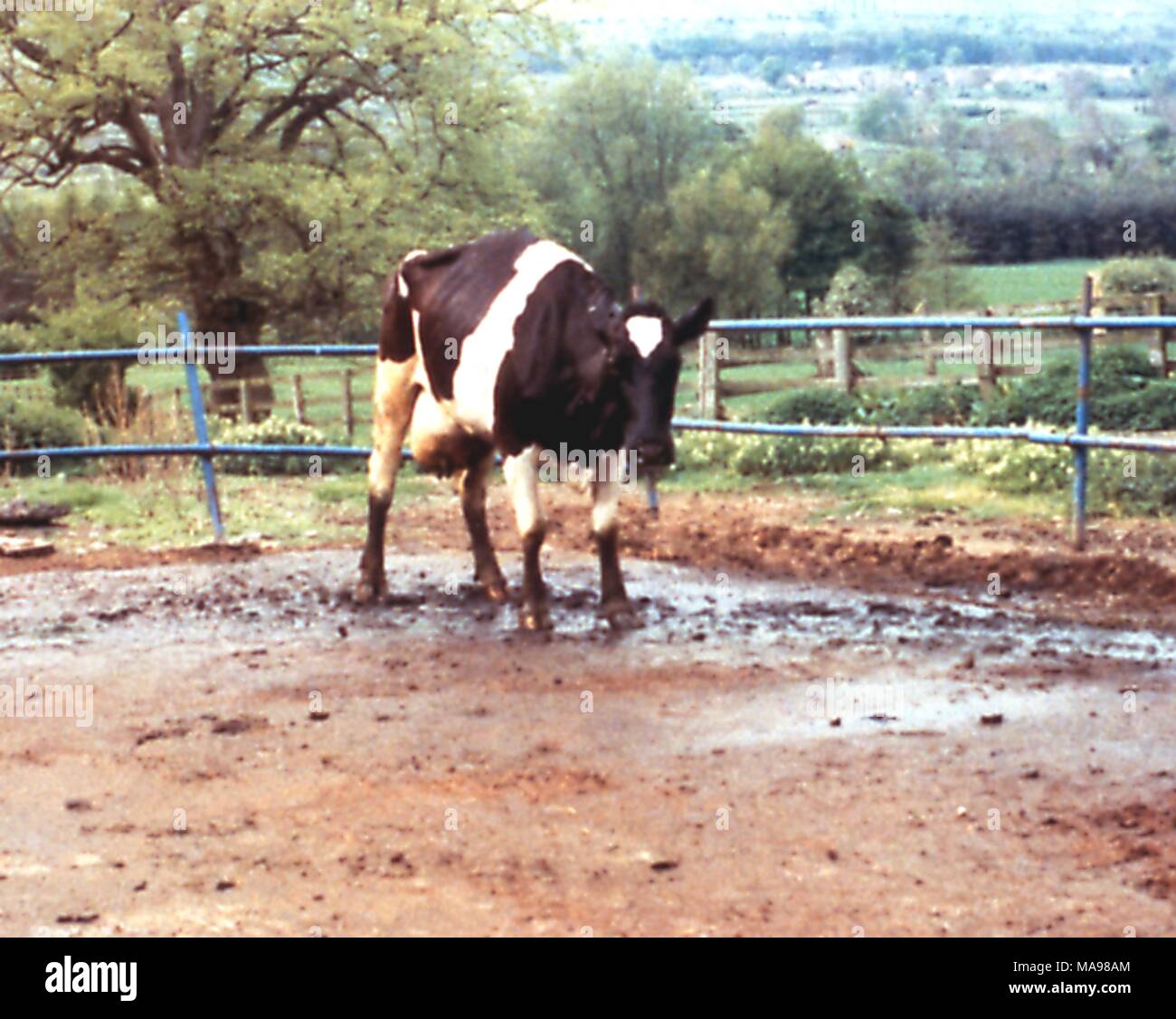 Vaca de pie en la zona restringida, afectadas por la encefalopatía espongiforme bovina (EEB), comúnmente conocida como "enfermedad de las vacas locas", de 2003. Imagen cortesía del Departamento de Agricultura de EE.UU. - Servicio de Inspección de Sanidad Animal y Vegetal (APHIS). () Foto de stock