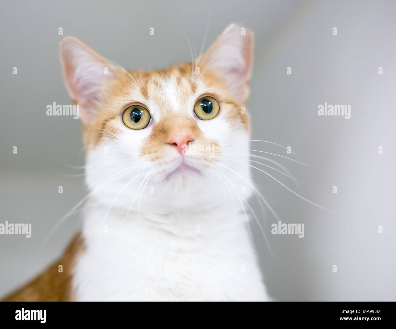 Un Domestic Shorthair gato que ha sido eartipped para indicar que ha sido vacunado y spayed o neutralizado Foto de stock