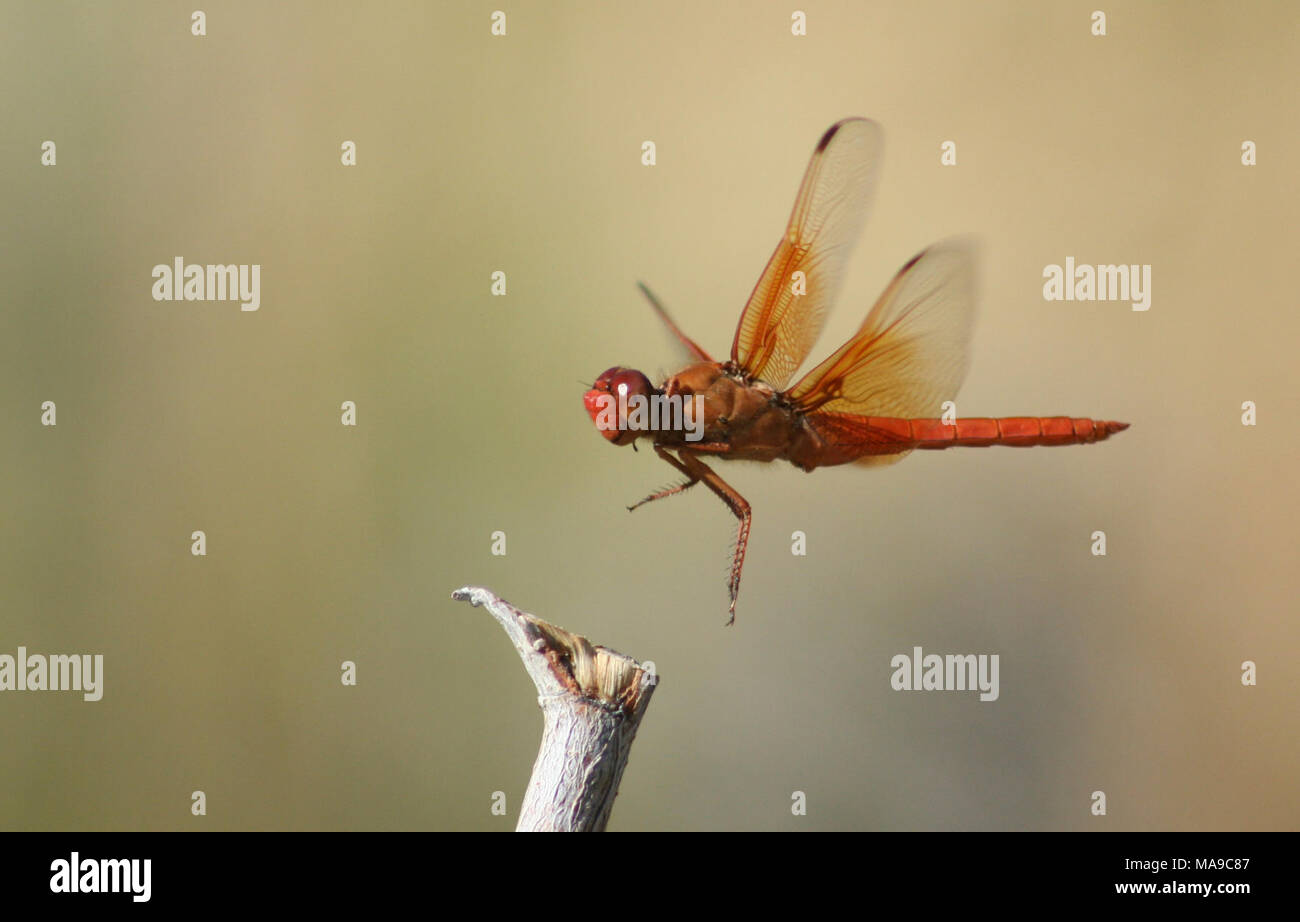 Skimmer de llama en Ash Meadows NWR. Skimmer de llama puede ser nuestro más conspicuos dragonfly - uno de los más propensos a ser vistos y comentados por el público en general. Es grande, brillante, de color rojo-naranja, y los machos perch notoriamente en estanques y lagos. Skimmer de llama es un color naranja-rojo sobre el cuerpo, y hay una gran cantidad de lava de color naranja en la mitad basal de cada ala. Los machos tienen una banda marrón en el trimestre basal de cada ala, útil en la identificación de algunas otras especies. Los hombres defender territorio pick perchas junto o encima del agua, pero los individuos pueden encontrarse forrajeo bastante dis Foto de stock