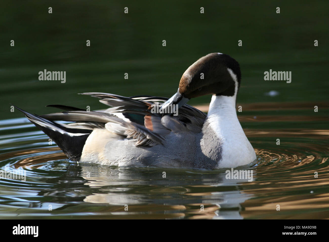Pato de cuello largo fotografías e imágenes de alta resolución - Alamy