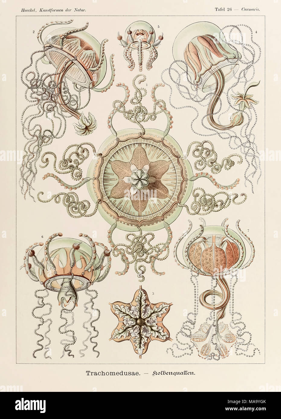 26 Carmaris Trachomedusae placa de "Kunstformen der Natur" (formas artísticas en la naturaleza), ilustrado por Ernst Haeckel (1834-1919). Ver más información a continuación. Foto de stock
