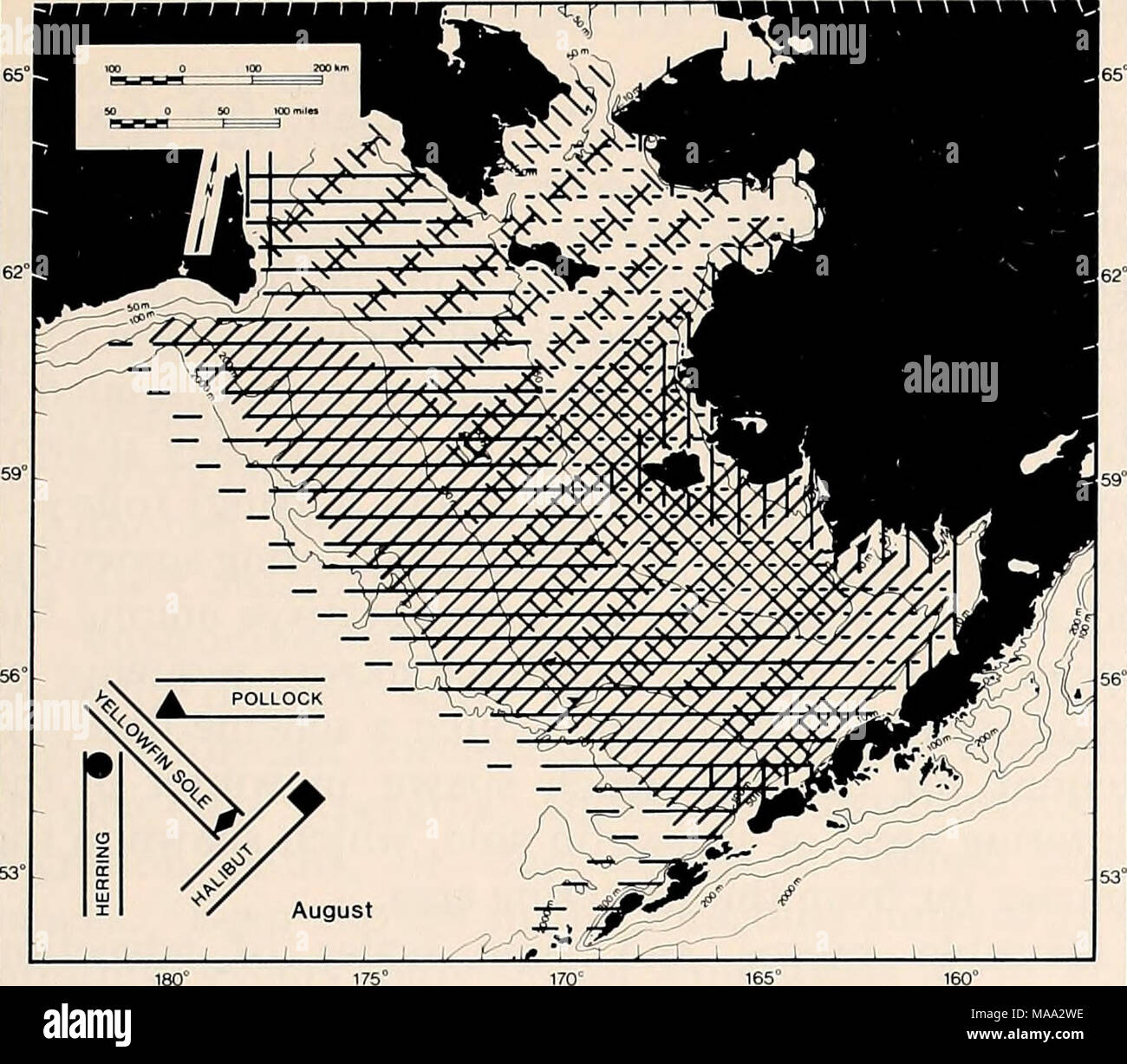 El Mar de Bering Oriental estante: oceanografía y recursos / editado por  Donald W. Hood y John A. Calder . Me Figura 36-7. Diagrama esquemático de  agosto distribución de fletán, arenque,