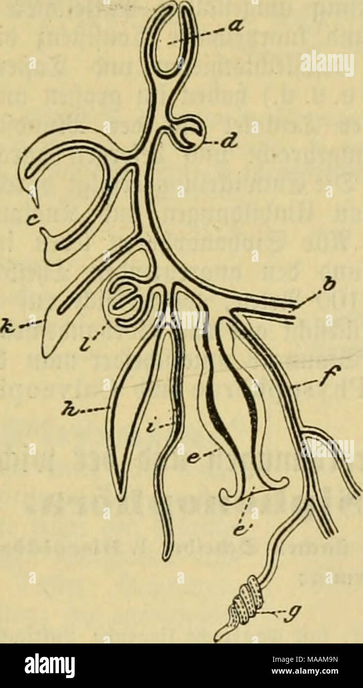 El Dr Johannes Leunis Sinopsis Der Thierkunde Ein Handbuch Fur Hohere Lehranstalten Und Fur Alle Welche Sich Wissenschaftlich Mit Der Naturgeschichte Der Thiere Beschaftigen Wollen C I Ematifc Cr Ang Ic Nitt Turc Eine Sipssonopljcre