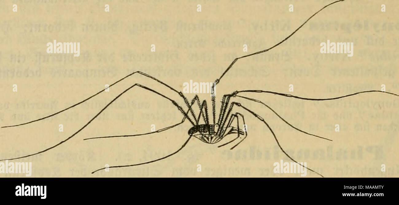 . El Dr. Johannes Leunis Sinopsis der thierkunde. Ein Handbuch für höhere lehranstalten und für alle, welche sich wissenschaftlich mit der naturgeschichte der thiere beschäftigen wollen . Foto de stock