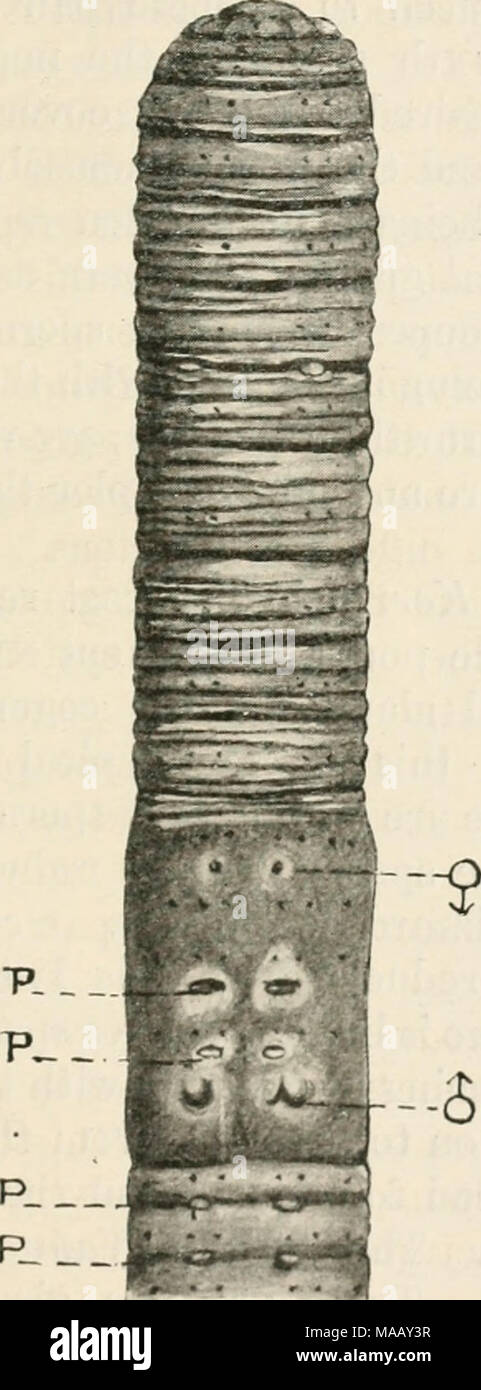 . Las lombrices de tierra y sus aliados . Fig. 8. Vista ventral de Eutyphoeus masoni. p J macho papilas, poros, ? Oviducto poros. ( X 3). Foto de stock