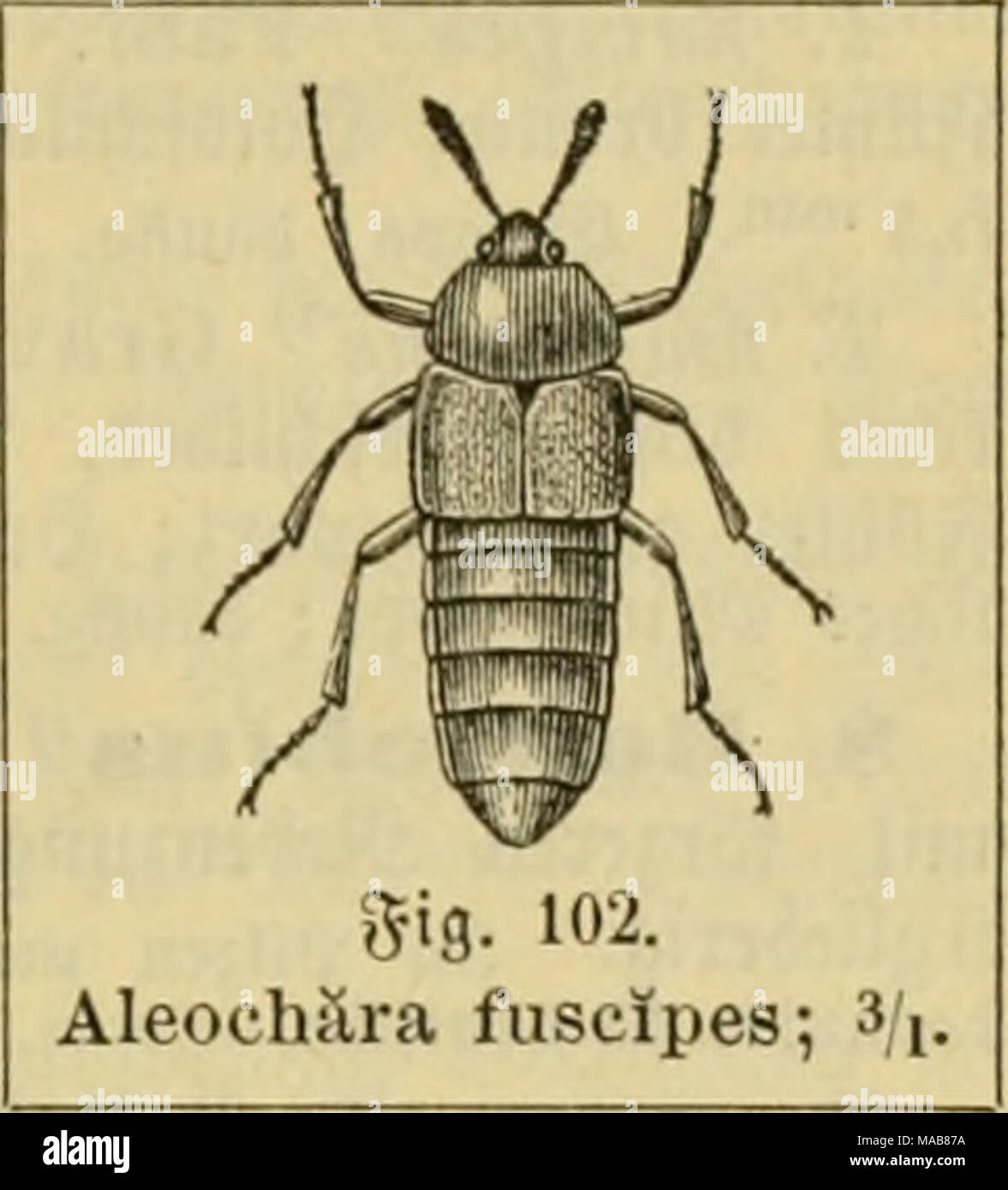 . El Dr. Johannes Leunis Sinopsis der thierkunde. Ein Handbuch für höhere lehranstalten und für alle, welche sich wissenschaftlich mit der naturgeschichte der thiere beschäftigen wollen . * H. func/iciila'^ Thoras. .^iiitcrtcili bveit glcid); >^n("*fd)i(b um bie -ipäffte §, ggi. breiter aii lang; glügelbedeit um '/^ länger; Hinterleib nm fünften unb alimentados)[tcn 9iinge gafi gtatt; fcl)n,iarj; Surjcl ber %iijkx unb iöeiue glügelbccfen gelbbraun; f(f)mut3IG=branu; ?ängc 3'"" ^fövHic^c"! En ^ImIscu SiiittctcunUM;; höufig. * // Sordidrda'J Er. .'Pintcrteib g(cid) breit; Bie (j uorlet^ne ( Foto de stock