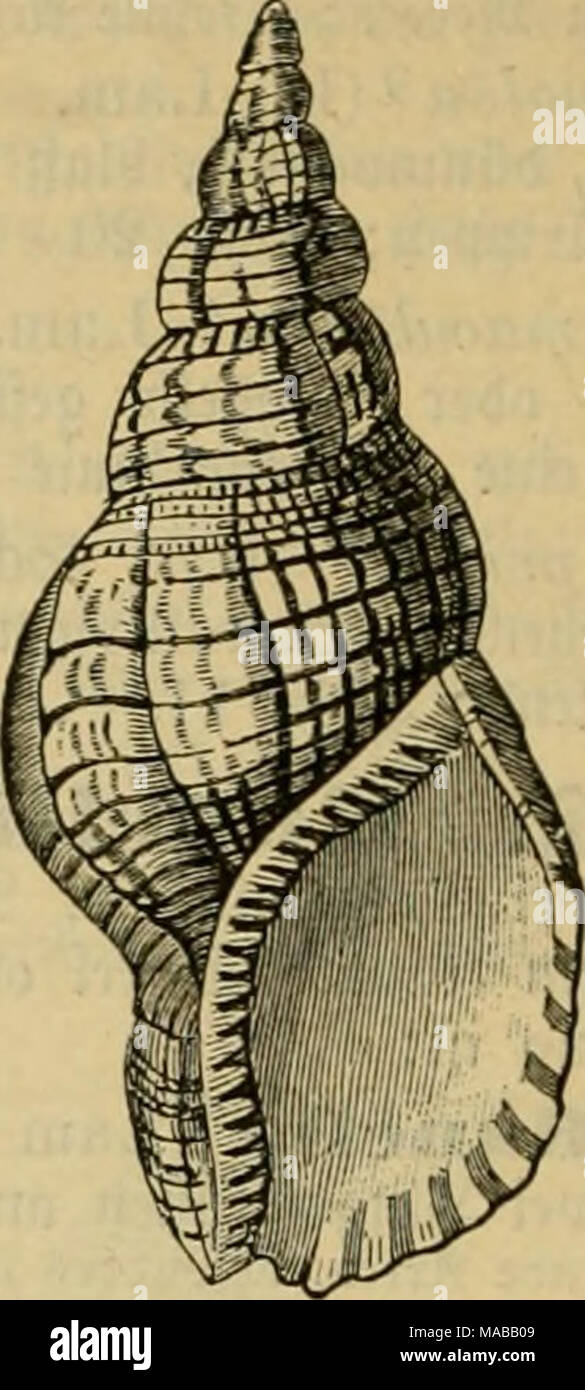 . El Dr. Johannes Leunis Sinopsis der thierkunde. Ein Handbuch für höhere lehranstalten und für alle, welche sich wissenschaftlich mit der naturgeschichte der thiere beschäftigen wollen . tvig. 823. 2:ritonSliorn,Triton5(umTritonis, en 1/9 natürt ^^^. ©rufe. S. reticulätus '"> (Lara). Ad. ©(^ate ä'^nüc^ geformt, ftar! Gegittert, meife, mit weißer 2)iünbung; §ö^e 11"". Dftinbien. 722. 8. g. (Ficulidae SyCOtypidae'^^'') (§. 714,8). ®(i)ale bünn, baud^ig, f|)iralgefurc^t, Geri))))t ober gegittert, mit niebrigem ©eruinbe; S)?ünbung gro§, mit langem, oorberem gerabem, Äanat; ®edet fe'^it Foto de stock