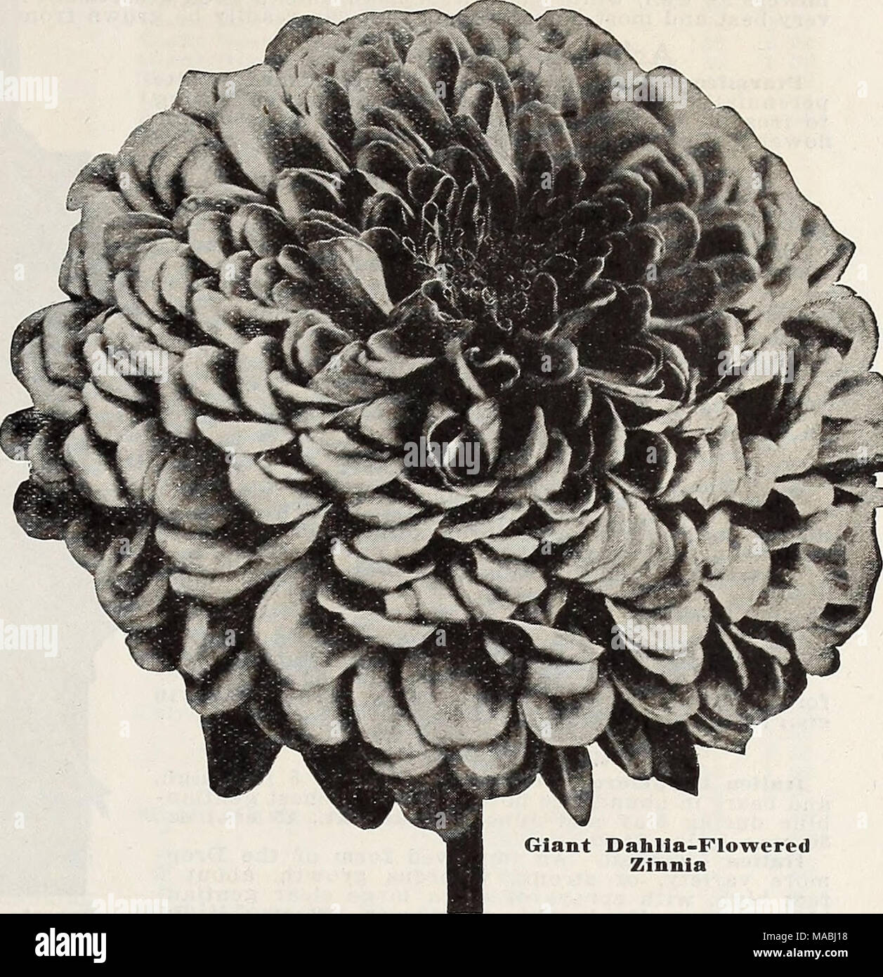 . Lista de precios al por mayor del Dreer floristerías : flor plantas Semillas y bulbos de vegetales y semillas de césped de césped artículos . Zinnia Dahlia-Flowered gigante Foto de stock