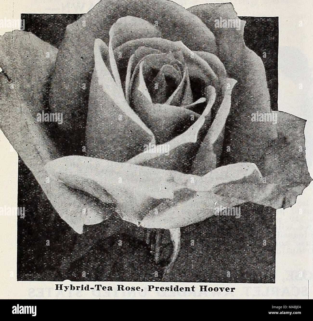 Lista de precios al por mayor del Dreer floristerías : lámparas flor  semillas de césped semillas de pasto plantas Extras . Hybrid-Tea Rose,  Presidente Hoover La Sra. Pierre S. du Pont.