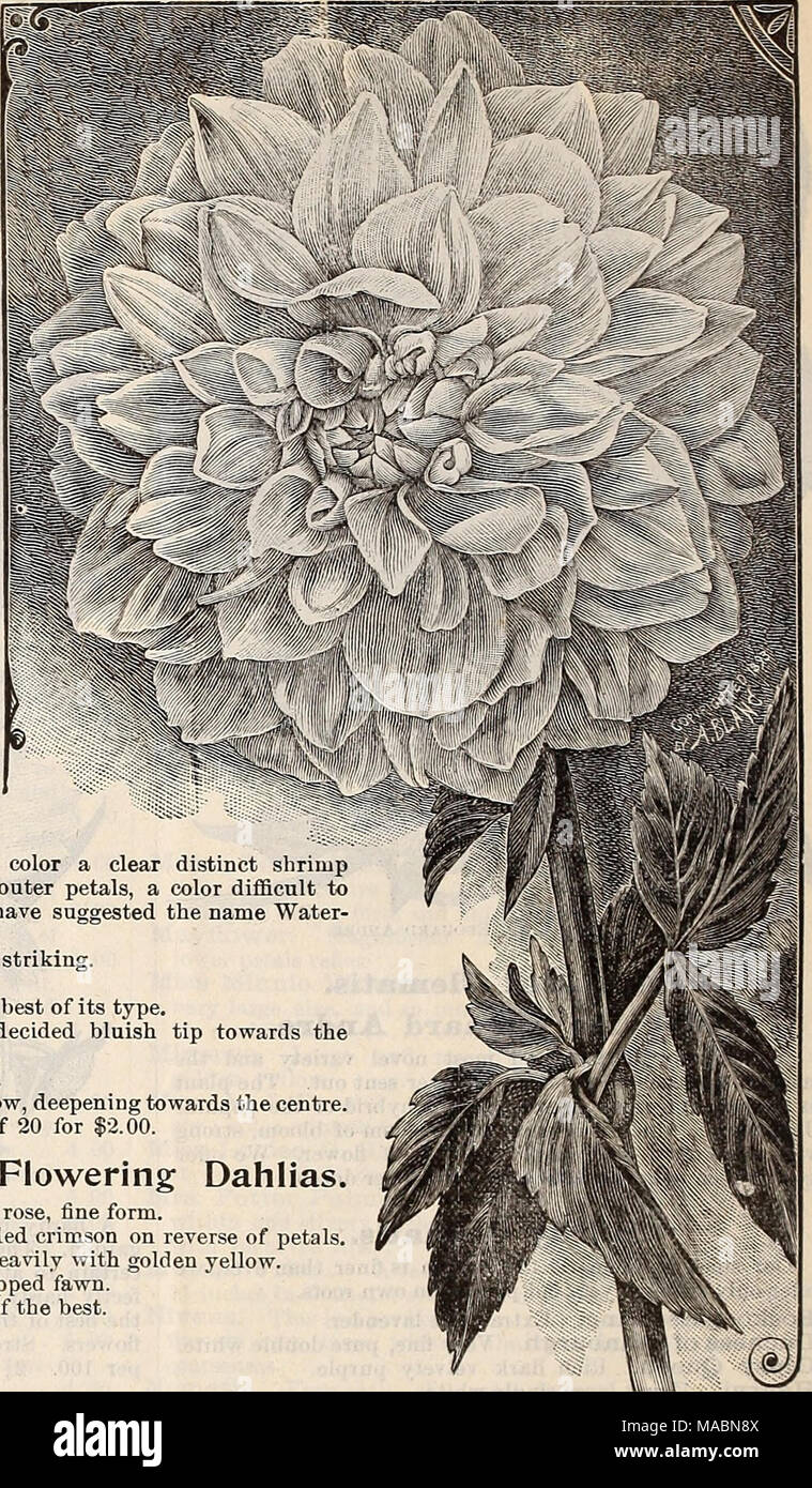 Dreer trimestral lista de precios al por mayor de semillas, plantas &c.  : Edición de primavera de abril de 1896 Junio . Doce Mejor Single Dalias.  Amie Barillet. Escarlata más ricos.