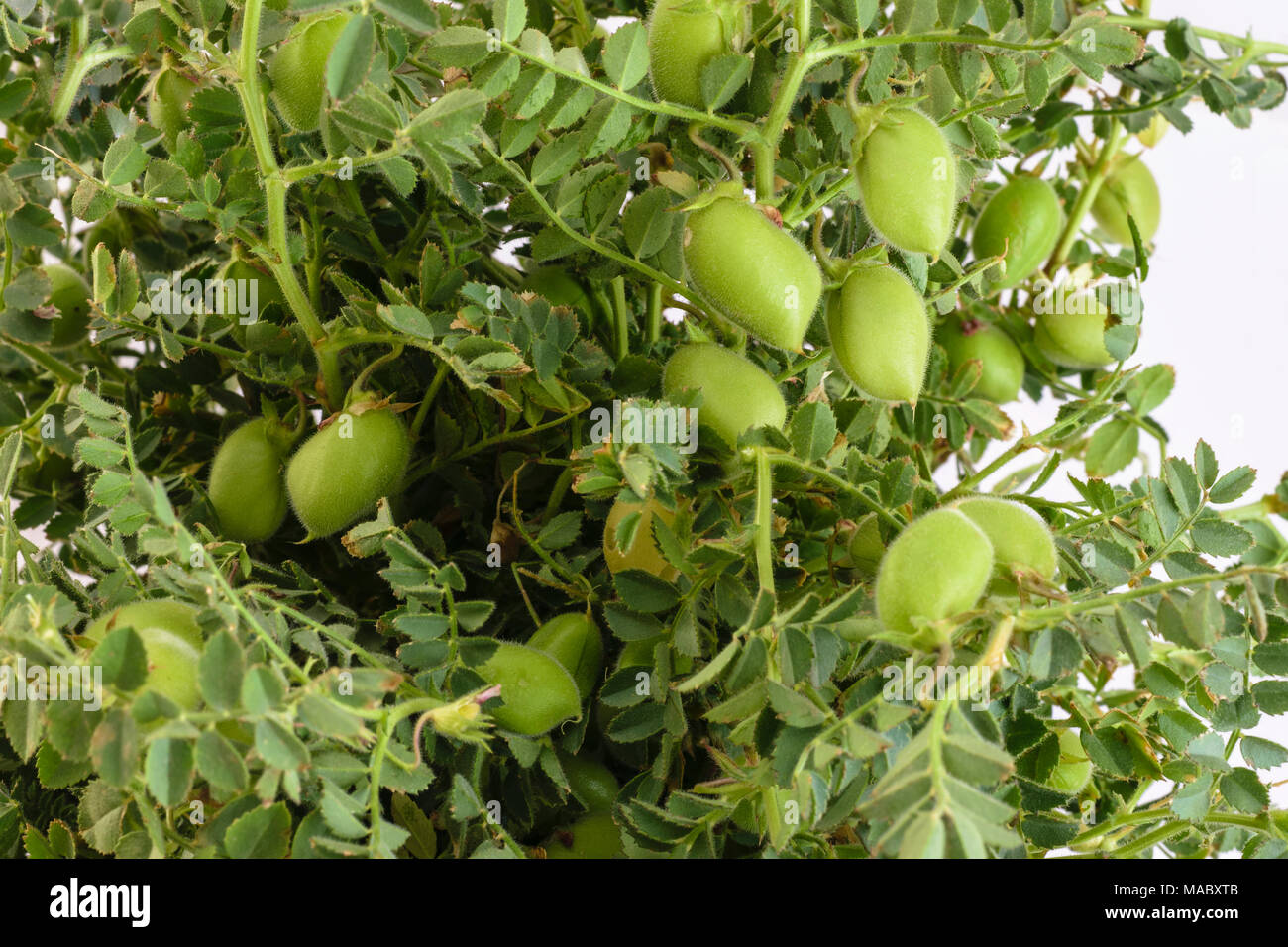 Planta de garbanzo fotografías e imágenes de alta resolución Alamy