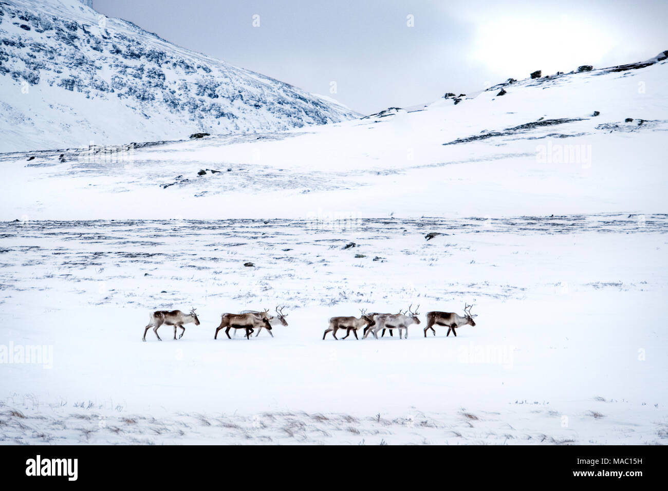 Una manada de renos en invierno, las montañas del Parque Nacional Padjelanta, Suecia Foto de stock