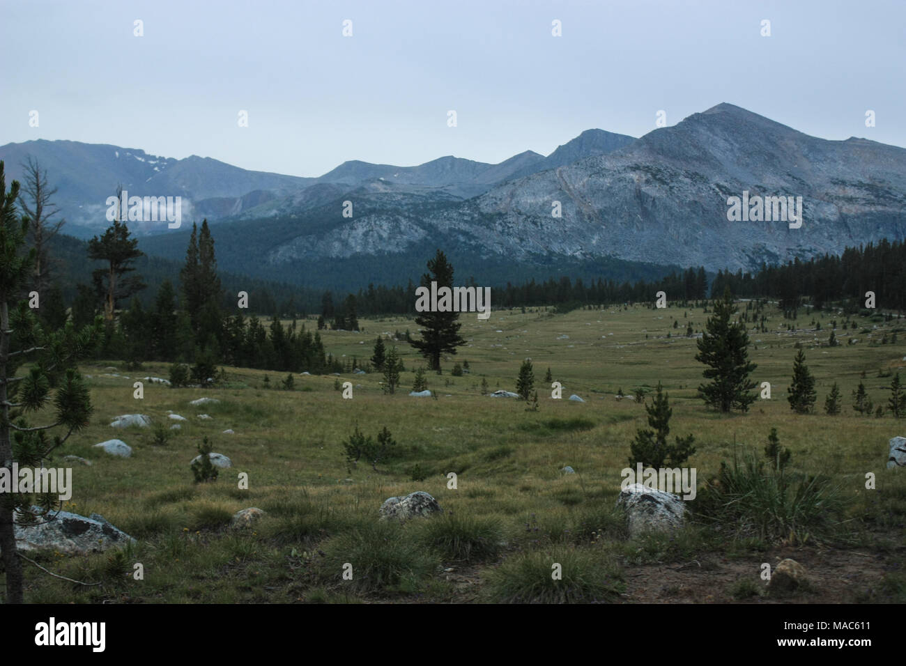 Humor temprano en la mañana en el Parque Nacional Yosemite, luz cálida  realza los colores de la sabana fría en primer plano Fotografía de stock -  Alamy