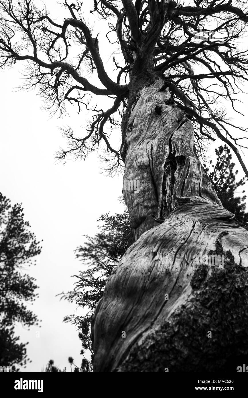 Árbol Muerto en el bosque del Parque Nacional Yosemite con una hermosa textura desgastada o estructura en monocromo atemporal Foto de stock