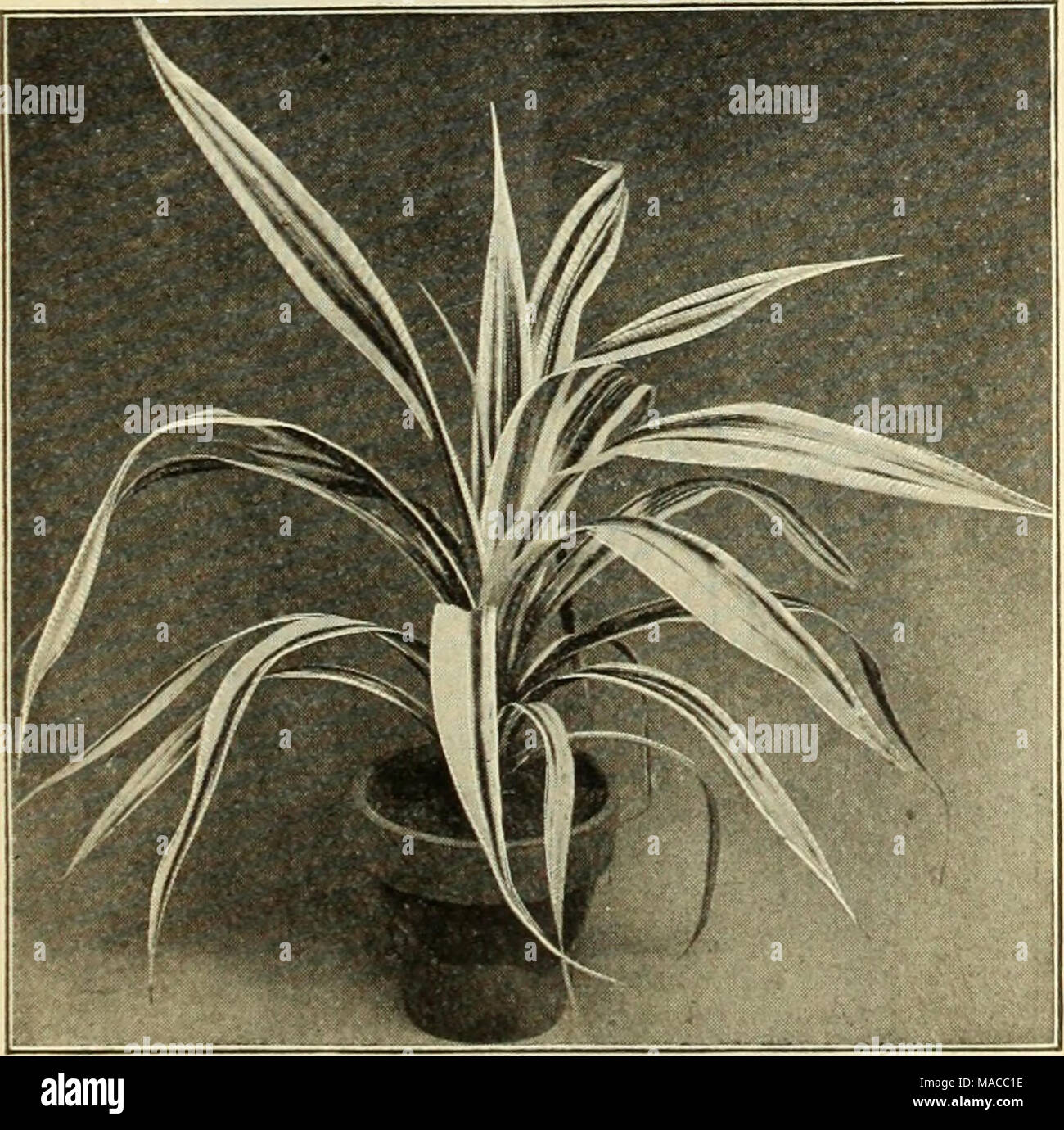 . Dreer's lista de precios al por mayor de semillas, plantas y bulbos para floristerías : fertilizantes, insecticidas, herramientas y accesorios . P^lfVI u^ - '^8f^"^^^^^^^^^^^1 ^^Ih ^ ' J ^m. m I^^HIkjfl Hii^b^T'iHH^^'^^Cid PANDANUS VEITCHI HHHIi DREER DEL DOBLE BORDEADA PETUNIA Pelargonios. King Crimson. Un intenso rico carmesí. Duque de Cornualles. Púrpura rojizo bordeado salmón claro. Linda. El salmón con plumas y blotched granate. Mme. Thibaut. Blanco-blotched crimson-granate. La Sra. R. Sandiford. Pure, reluciente blanco-nieve. Sandiford es mejor. Rosa bordeadas de blanco puro y blanco en la garganta. Macetas de 3 pulgadas, $1.50 por doz.; $10. Foto de stock