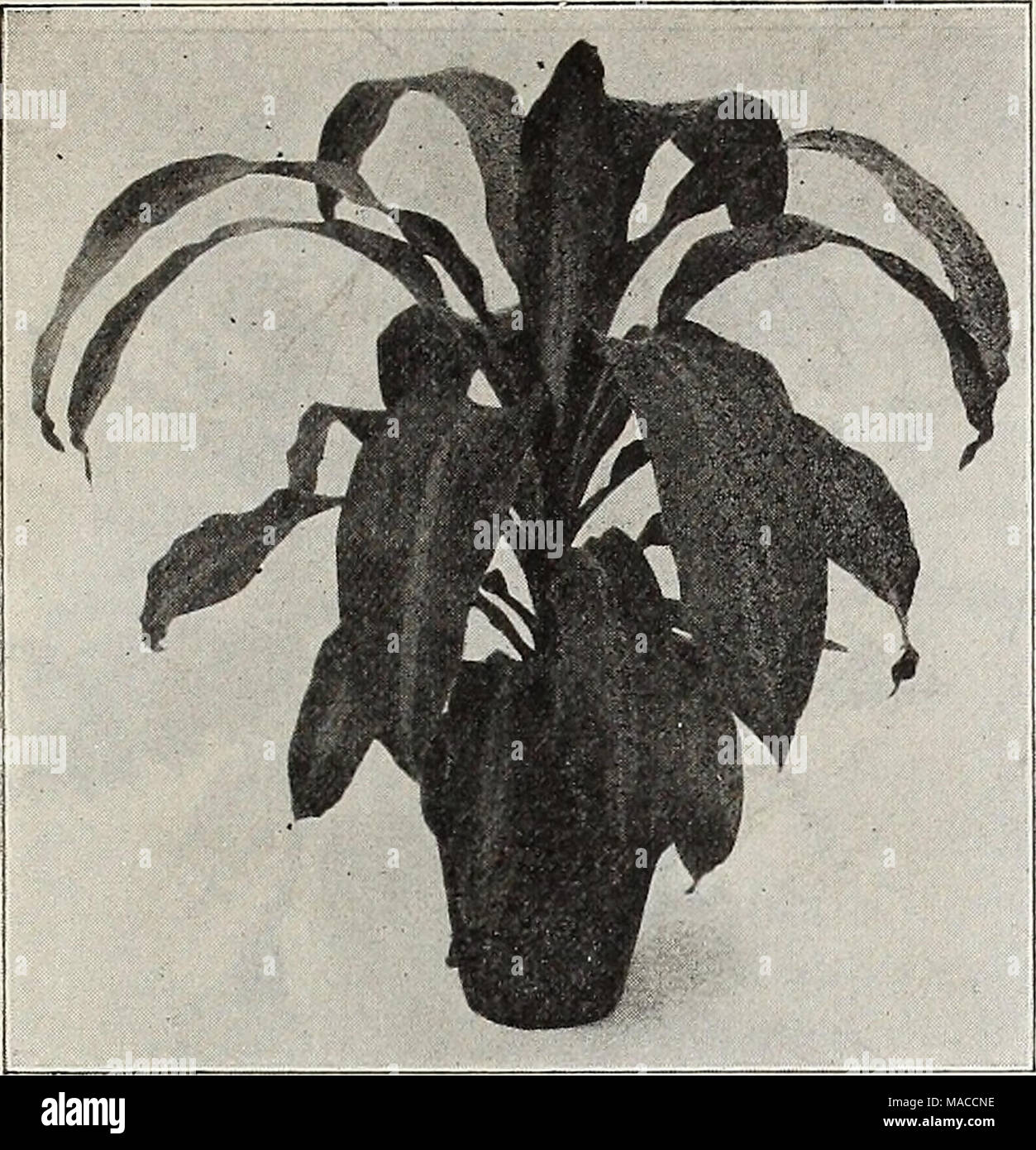 I Variegata Fotos E Imagenes De Stock Alamy