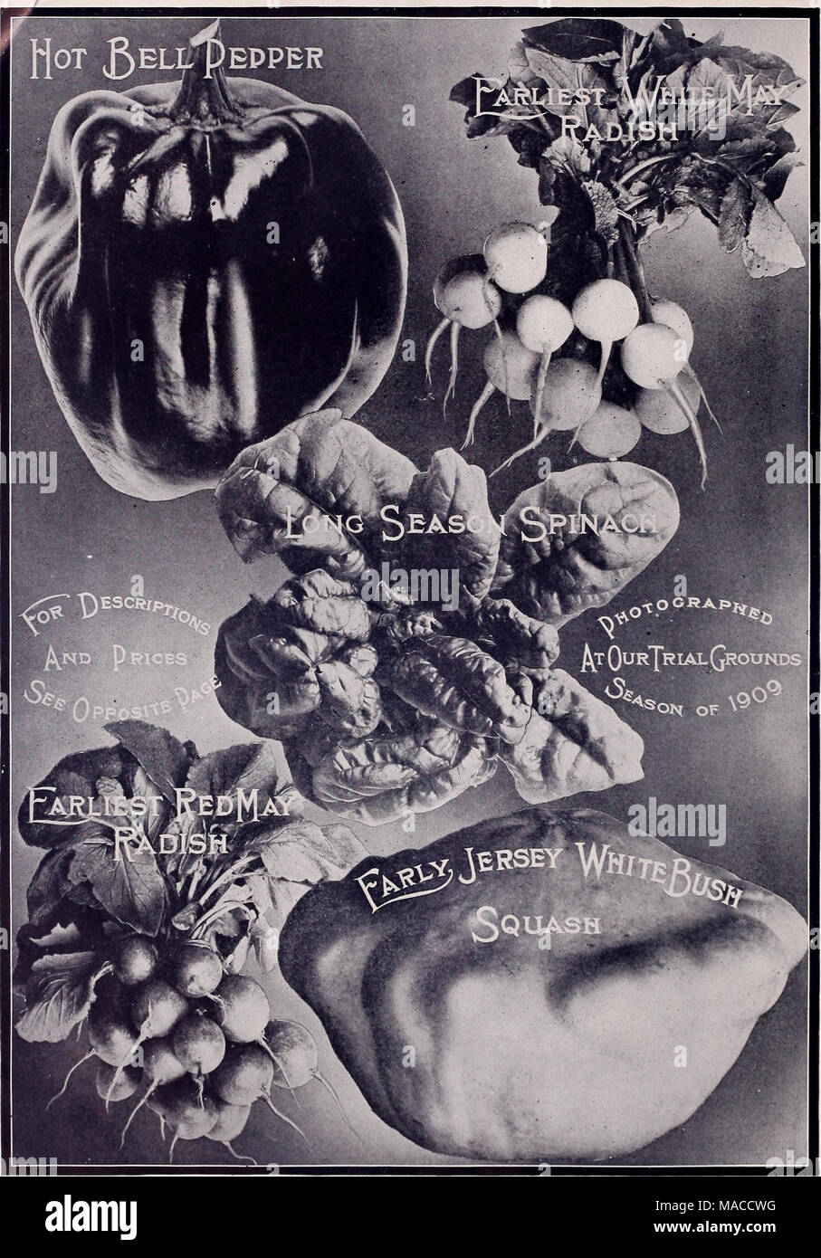 . Lista de precios al por mayor del Dreer spring edition Abril de 1910 Junio : plantas de semillas y bulbos para floristas, fertilizantes, insecticidas, herramientas, artículos, etc . Foto de stock