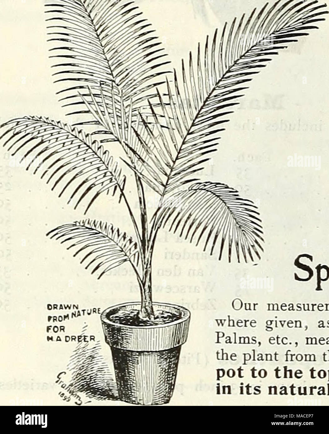 https://c8.alamy.com/compes/macep7/lista-de-precios-al-por-mayor-del-dreer-lamparas-plantas-semillas-de-flores-semillas-de-hortalizas-semillas-de-pasto-abonos-insecticidas-herramientas-etc-yo-gt-alm6-nuestra-principal-especialidad-nuestras-mediciones-especiales-de-plantas-donde-como-en-el-caso-de-palmeras-etc-significa-que-la-altura-de-la-planta-desde-la-parte-superior-de-la-olla-a-la-parte-superior-de-la-planta-en-su-posicion-natural-cocos-weddeliana-areca-lutescens-en-altura-por-doz-por-100-por-1000-2-ollas-i-p-ant-en-pote-de-6-a-8-0-75-6-00-dolares-50-00-1-2-12-a-15-i-00-8-00-75-00-4-2-a-3-de-15-a-18-3-00-20-00-190-00-s-3-a-18-a-20-5-00-40-00-350-go-6-3-i-24-a-28-9-macep7.jpg
