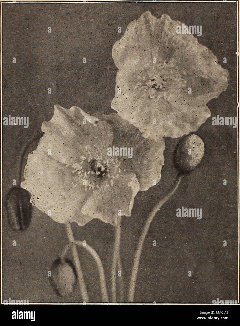 . Lista de precios al por mayor del Dreer : lámparas plantas floristerías floristerías semillas de flores floristerías floristerías' requisitos . sinensis. (Blackberry Pardanthus Lily). Por doz. Por 100 $ 1 50 $10 00 PAPAVER NUDICAULE (Islandia) Amapolas Liatris (deslumbrante estrella, o Kansas Pluma Gay) por doz. 50 Scariosa Pycnostachya 1 50 (Lychnis Ragged Robin). Chalcedonlca. Macetas de 3 pulgadas 1 50 Alba. Macetas de 3 pulgadas 1 50 Haageana. Macetas de 3 pulgadas 1 50 1 75 Lysimachia Vlscarla Spiendens (luchas sueltas). Clllata. 1 50 1 50 1 Nummularla Portunel 60 punctata. 1 60 Lythrum (Rose luchas sueltas). Roseum Superbum 1 50 Mentha (menta). Piper Foto de stock