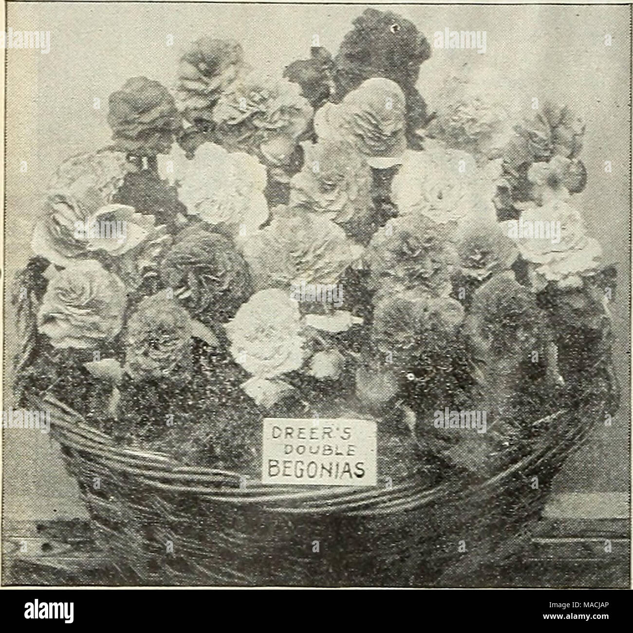 Begonia rex fotografías e imágenes de alta resolución - Página 8 - Alamy