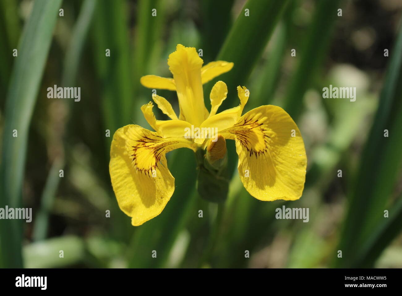 Solo flor amarilla silvestre de especies de iris - Iris pseudacorus Fotografía de stock - Alamy Solo flor amarilla silvestre de especies de iris - Iris pseudacorus Fotografía de stock - Alamy