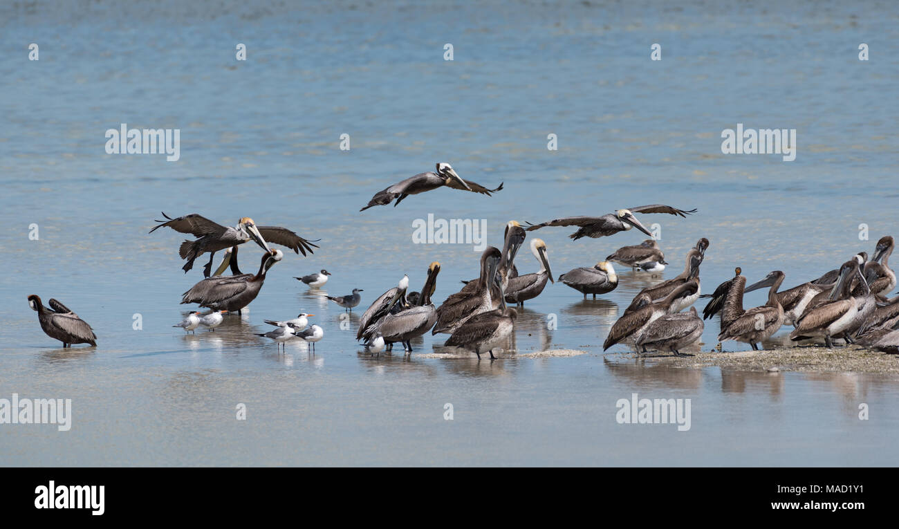 Diversas aves marinas sobre un banco de arena en frente de la Isla Holbox, México Foto de stock