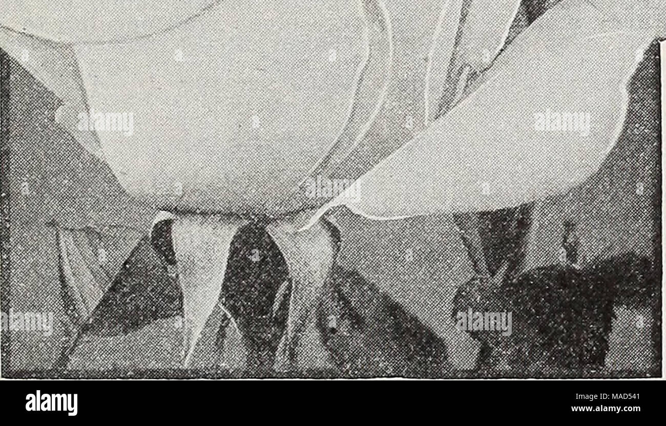 . Dreer's Wholesale catálogo para floristerías : invierno - primavera - verano 1938 . Puesta de sol resplandeciente sol resplandeciente (Wilhelm Breder Kordes), 1934. U. S. Nº 104 patentes de plantas. Una gloriosa nueva rosa con cogollos largos y puntiagudos a plena apertura, flores de una doble mayoría de forma artística, con el interior de los pétalos alargados y retorcidos como en una elección Cactus Dalia. El color es una encantadora combinación de naranja, amarillo y rosa fundiéndose en una vívida luz apri- cuna-naranja. La magníficamente fragantes flores mantener en agua durante varios días. $80.00 por 100. Hinrich Gaede Kordes, 1931. Largo, puntiagudo, shapely yemas de Nas- turt Foto de stock