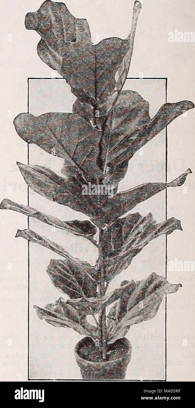 Dreer's Wholesale catálogo para floristerías : otoño 1938 edition . Ficus  pandurata Ficus Pandurata cada planta de caucho. Macetas de 6 pulgadas $2  50 " macetas de 7 pulgadas 3 50