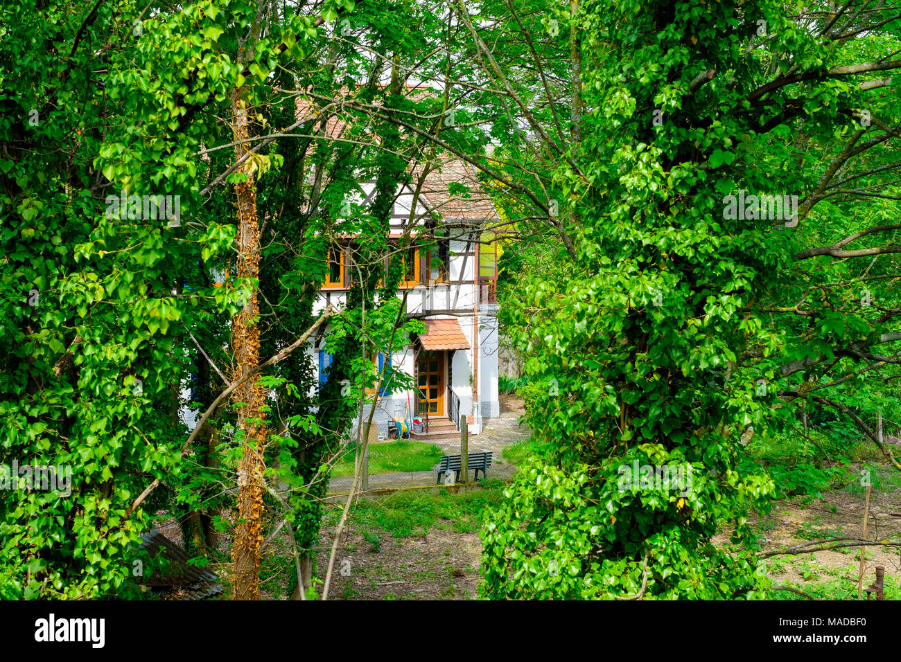 Casa pareada con entramados de madera, Barrio Bosque verde de los árboles, en verano, de Estrasburgo, Alsacia, Francia, Europa, Foto de stock