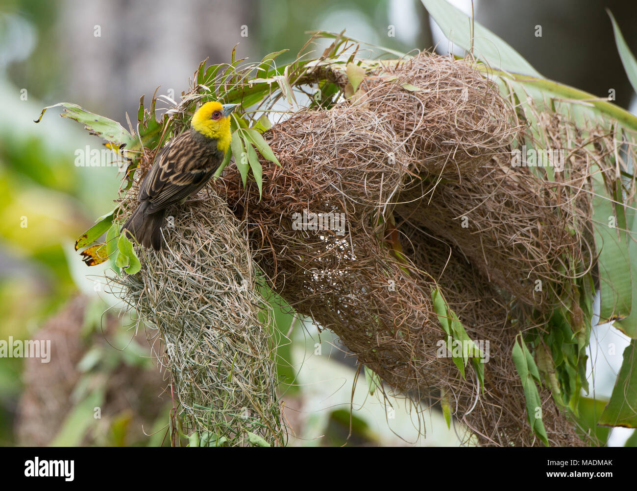 Un Sakalava Weaver (Ploceus sakalava) en plumaje nupcial, la construcción del nido en Madagascar Foto de stock