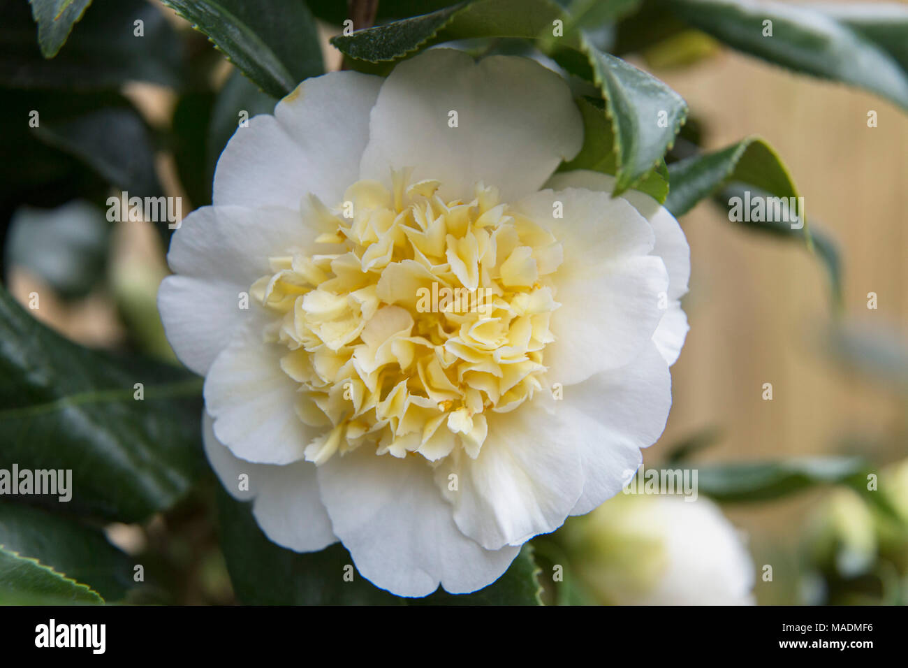 Camelia amarilla fotografías e imágenes de alta resolución - Alamy