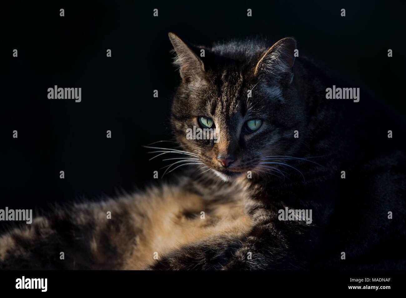 Gato atigrado en sunshine sobre fondo oscuro Foto de stock