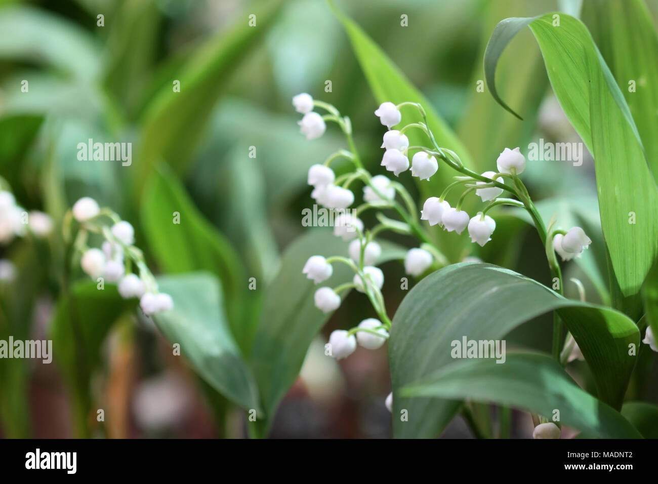 El Florecimiento Lirios del valle sobre un fondo verde es horizontal. Macro. Convallaria. La familia Asparagaceae. Foto de stock