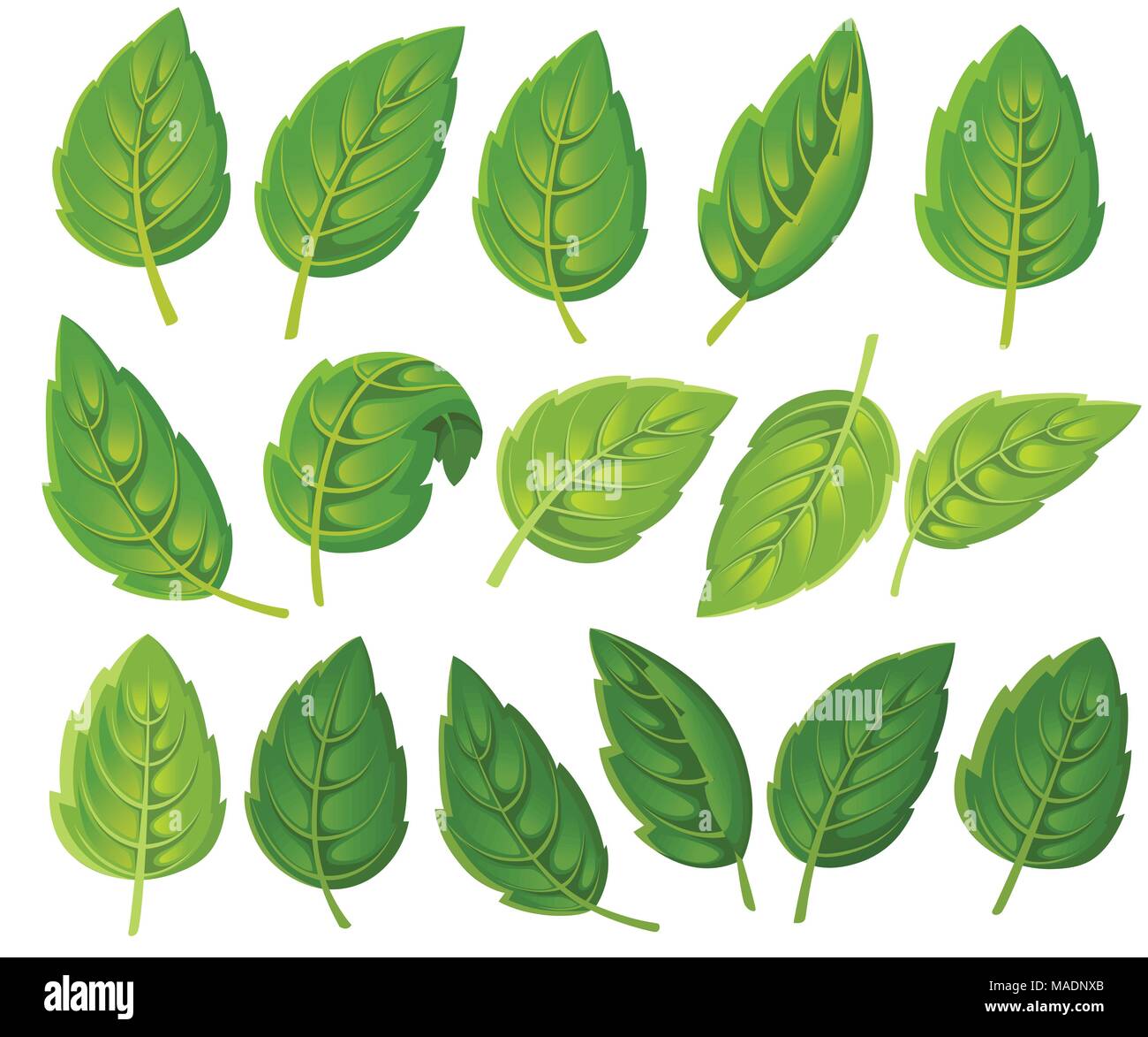 Conjunto de hojas verdes. Diversas formas de hojas de árboles y plantas.  Elementos de diseño floral, de follaje. Ilustración vectorial aislado sobre  fondo blanco Imagen Vector de stock - Alamy