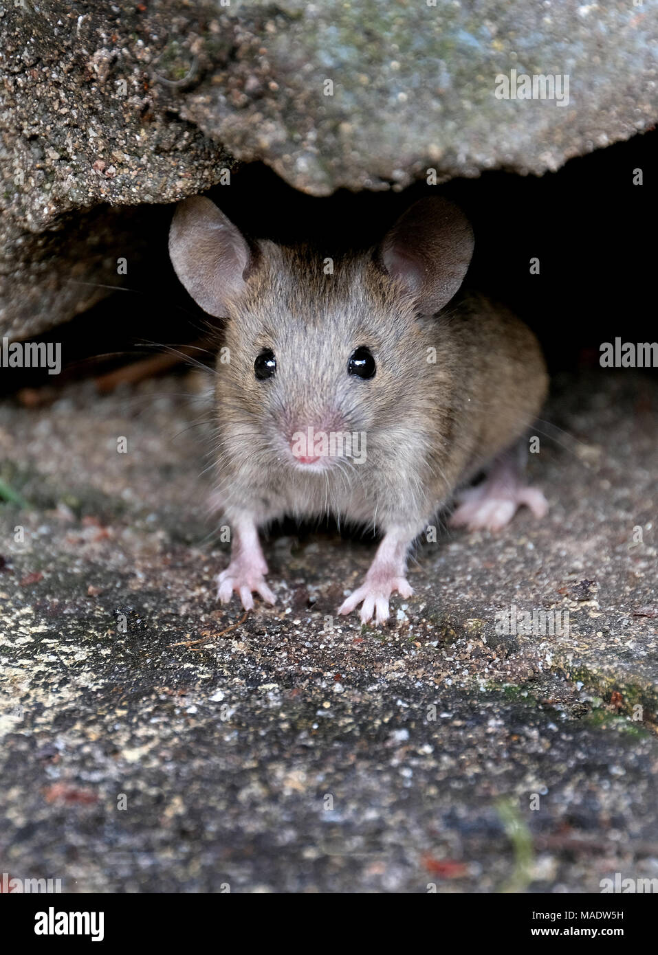 Ratón escondido pero buscando comida en el jardín de la casa urbana. Foto de stock
